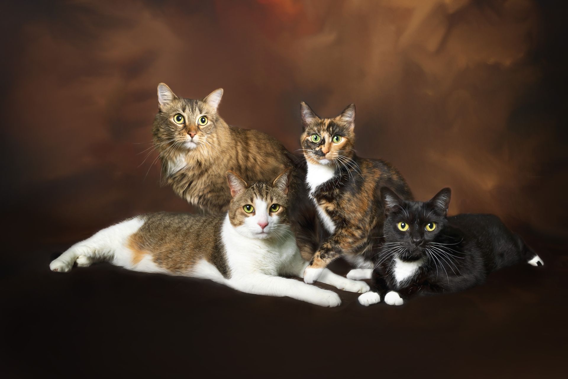 A group of cats are posing for a picture together.