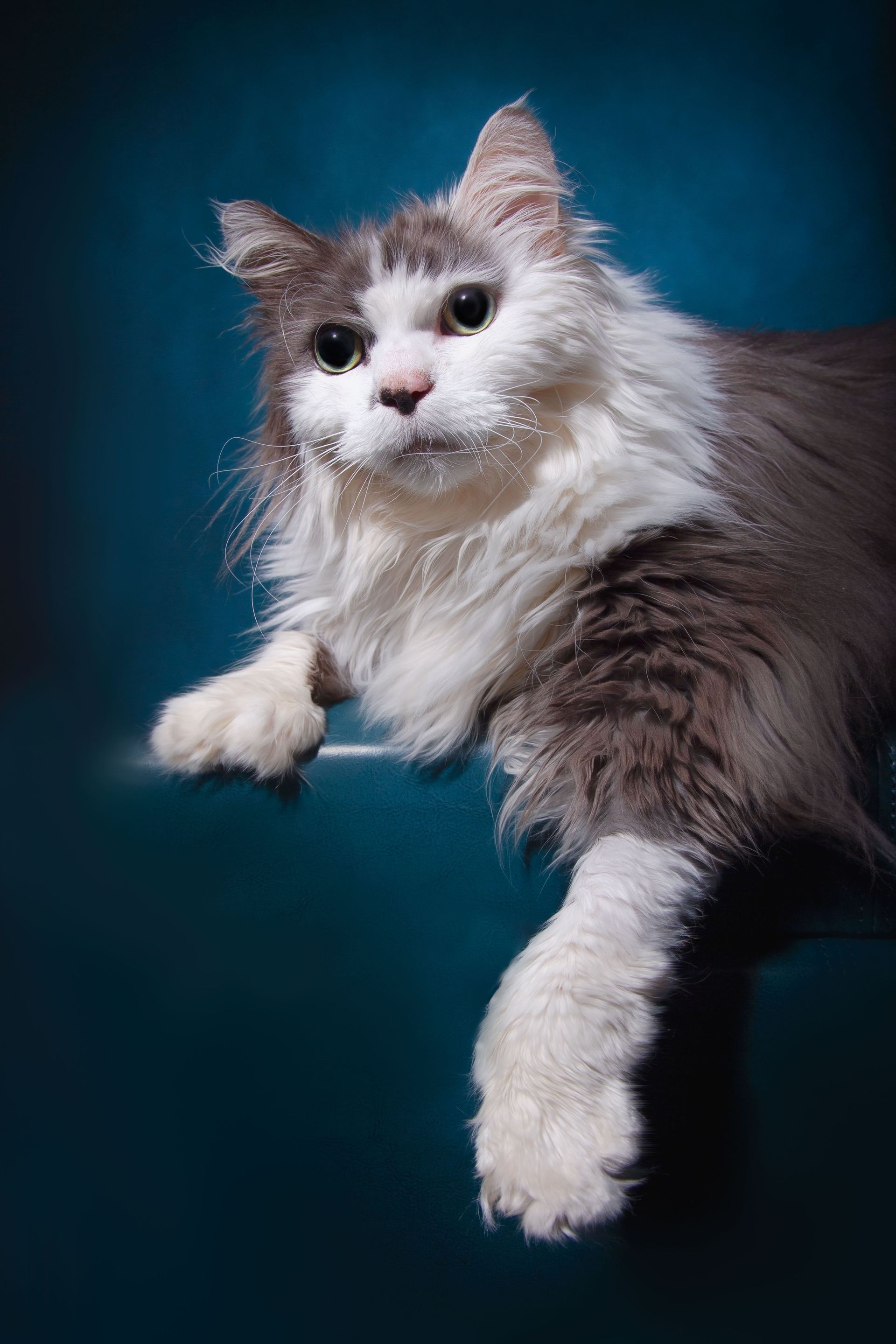 A gray and white Maine Coon cat is laying on a blue surface, draping one front paw over the edge.