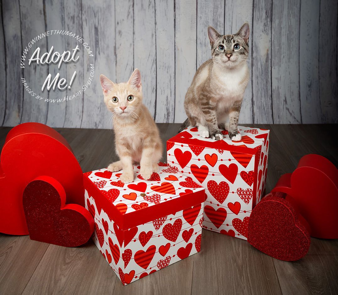 Two kittens are sitting on boxes with hearts on them.