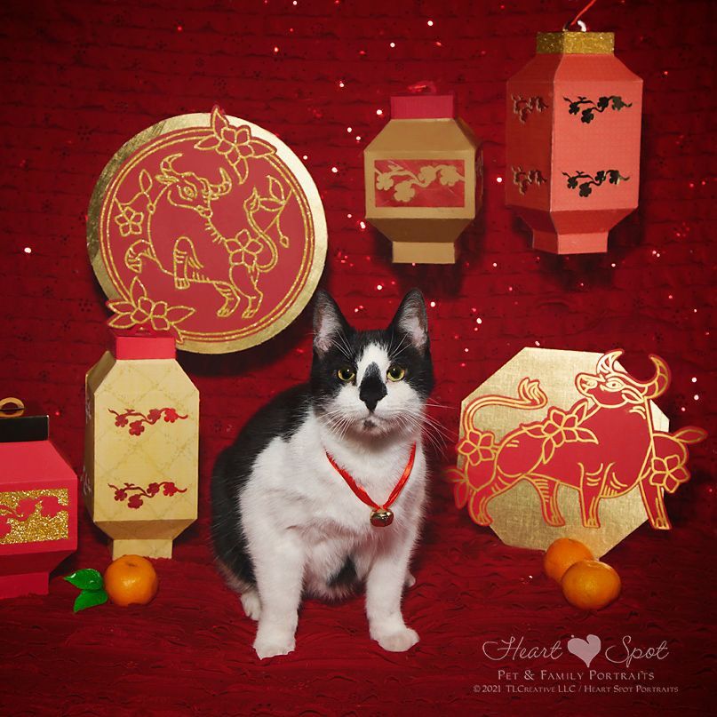 A black and white cat is surrounded by paper lanterns and oranges.