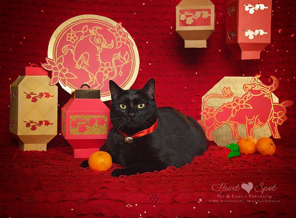 A black cat is laying on a red carpet surrounded by lanterns and oranges.