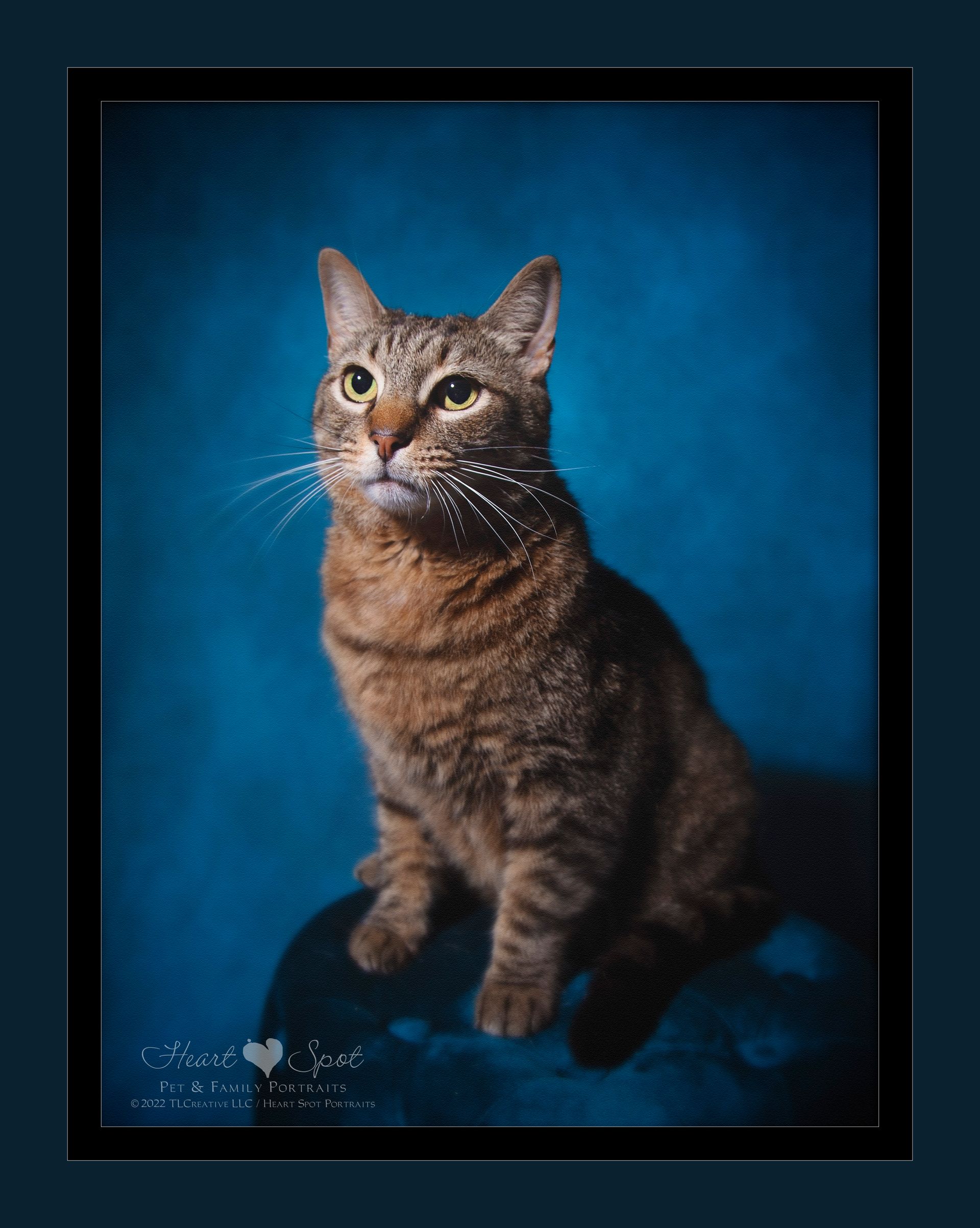 A cat is sitting in front of a blue background.