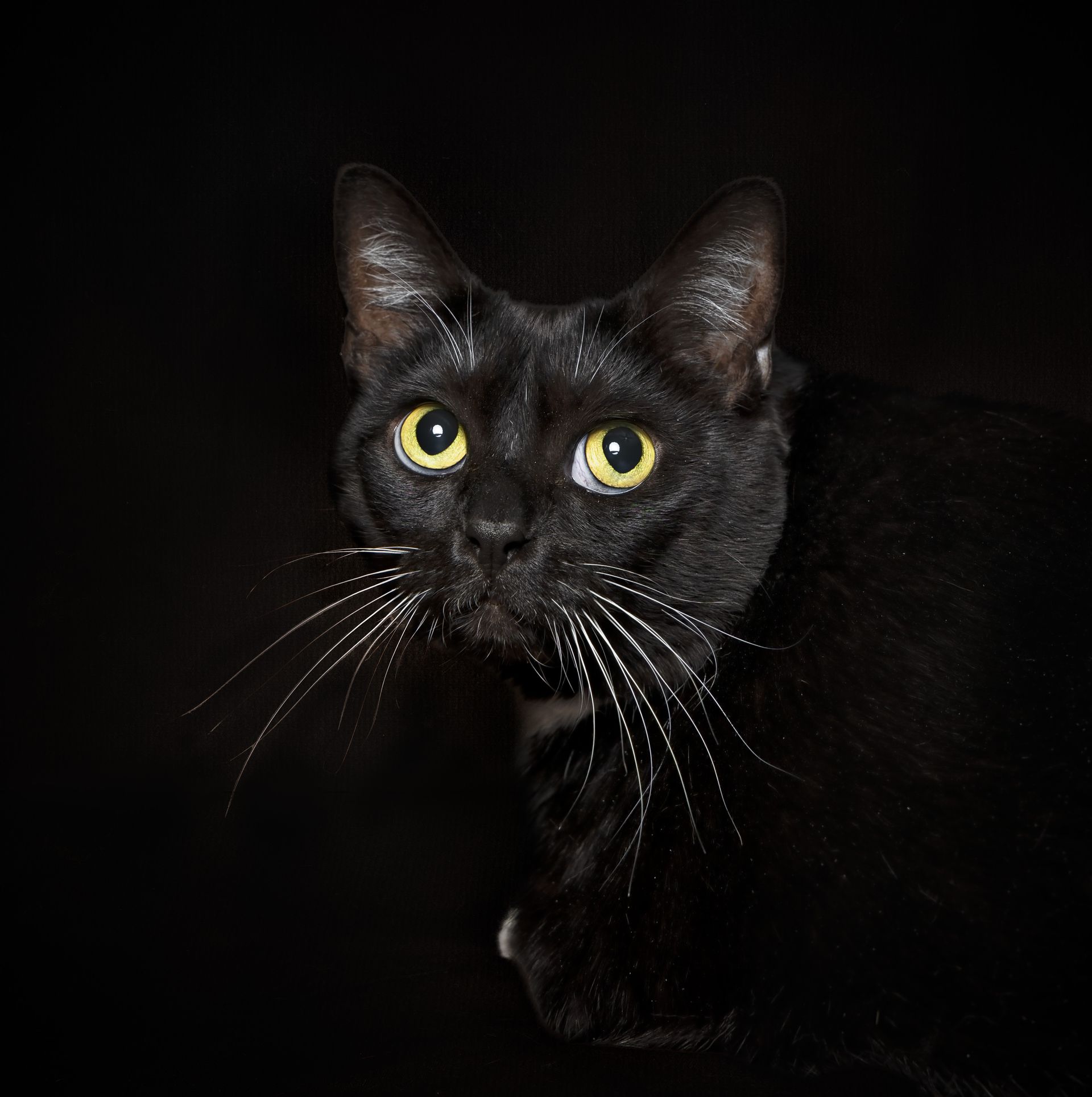 A black cat with yellow eyes is looking at the camera.