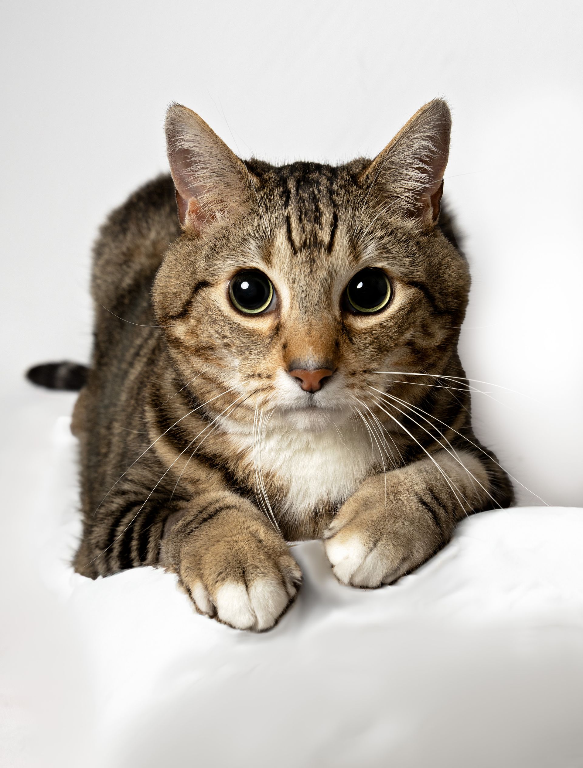 A tabby cat is laying on a white surface and looking at the camera with giant eyes.