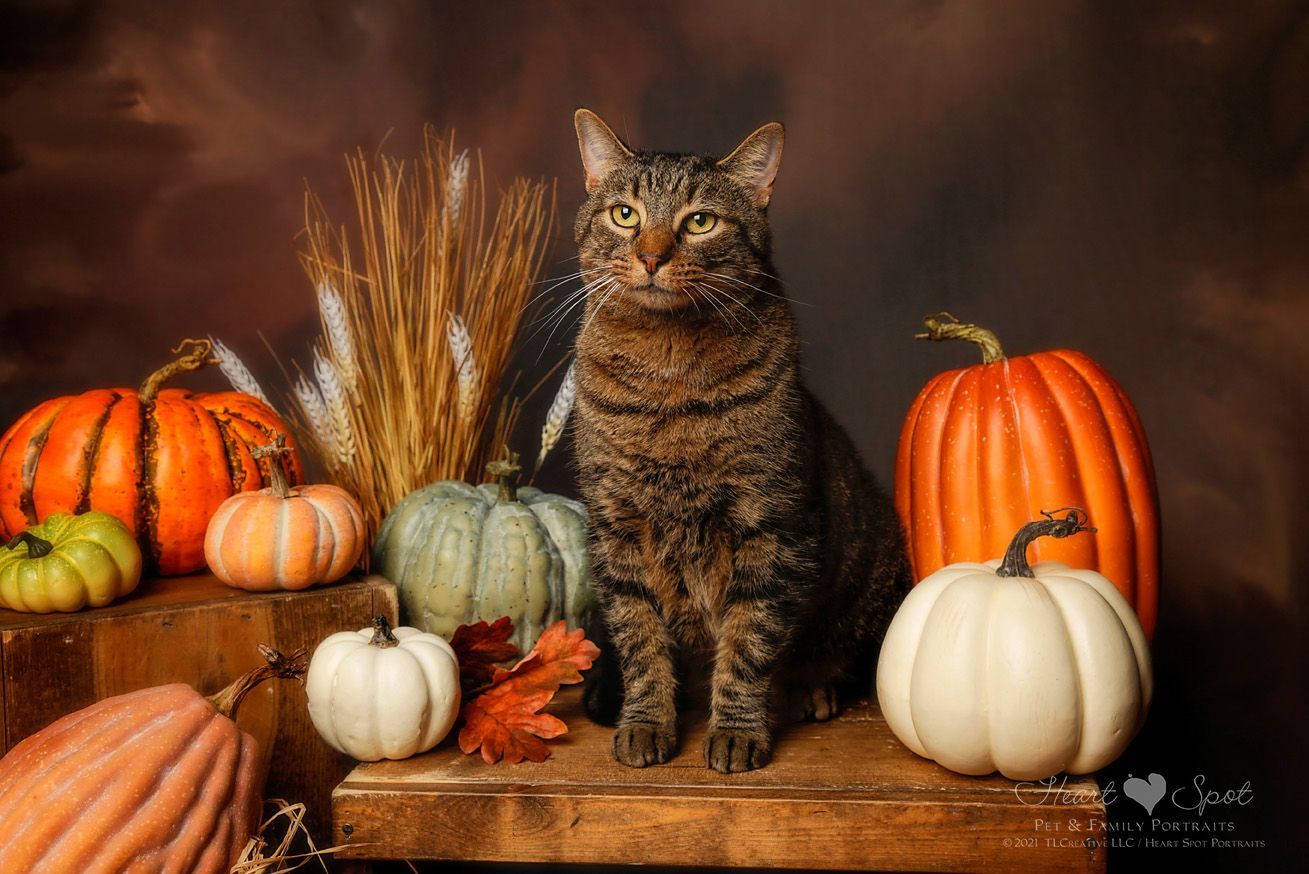 A cat is sitting on a wooden table surrounded by pumpkins.