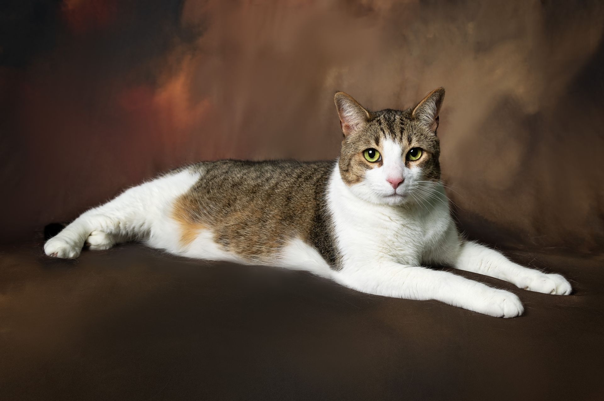 A brown and white cat is laying down on a brown couch.