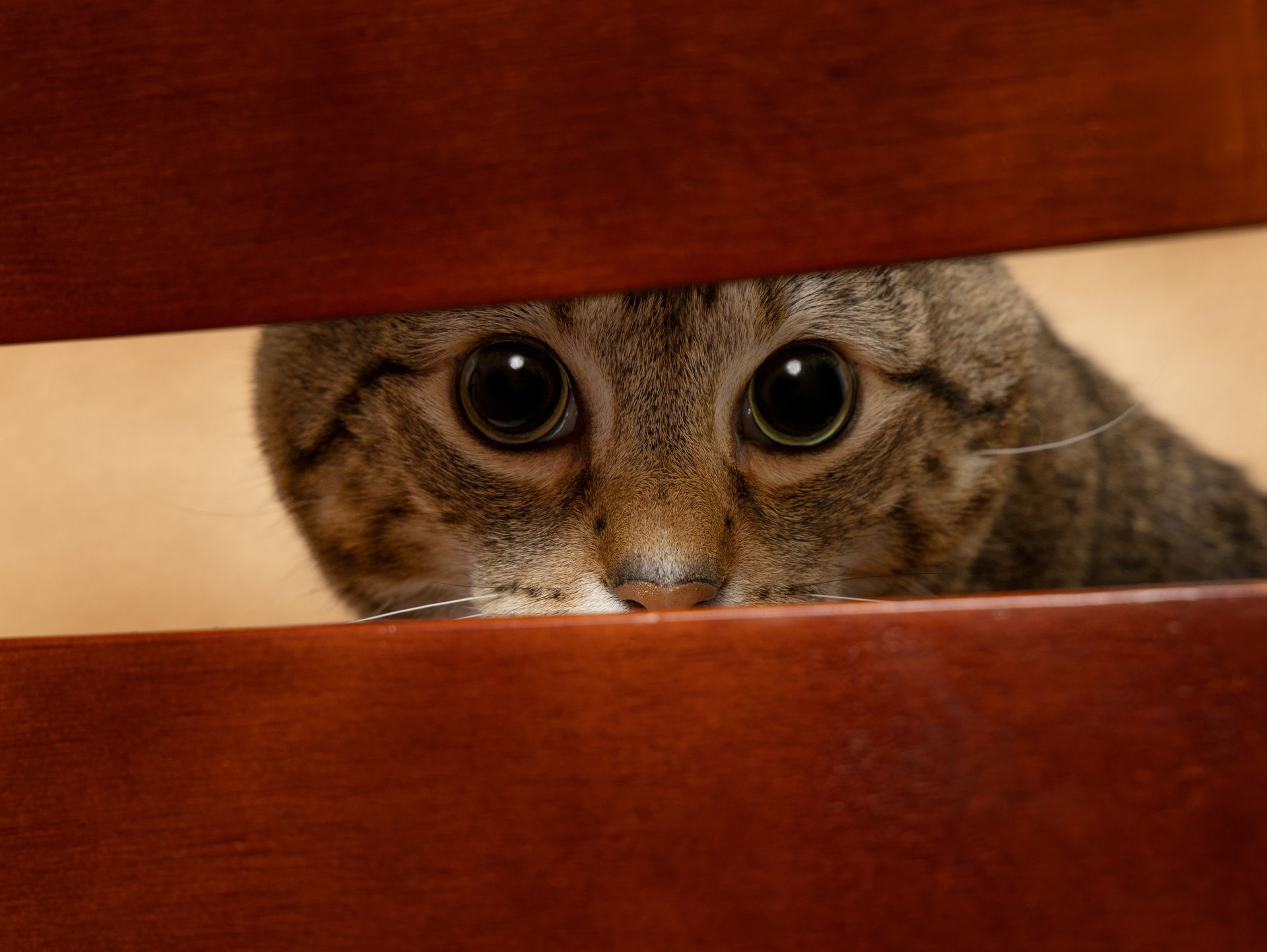 A tabby cat is peeking between the horizontal back slats of a red wooden chair.