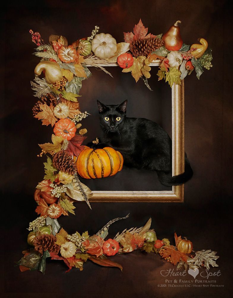 A black cat in a picture frame with pumpkins and leaves.