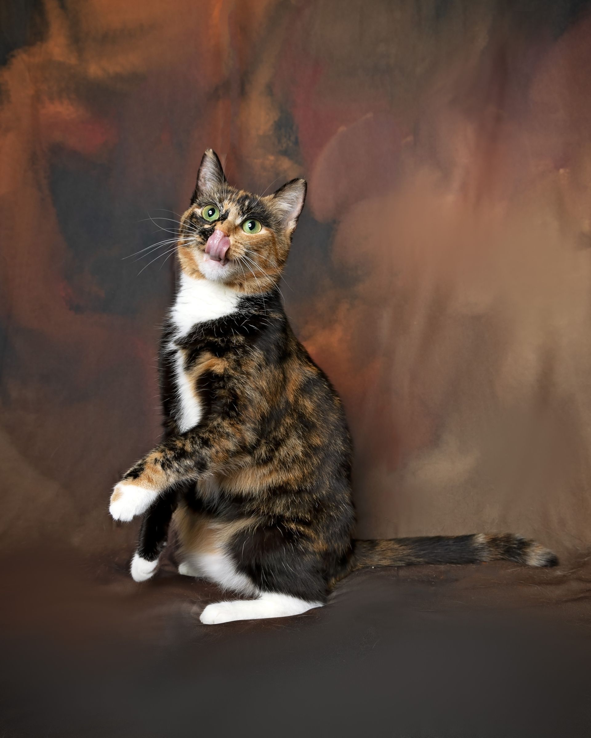 A calico cat is sitting on its hind legs and looking up.