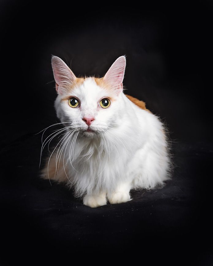 A white and orange cat is sitting on a black surface and looking at the camera.