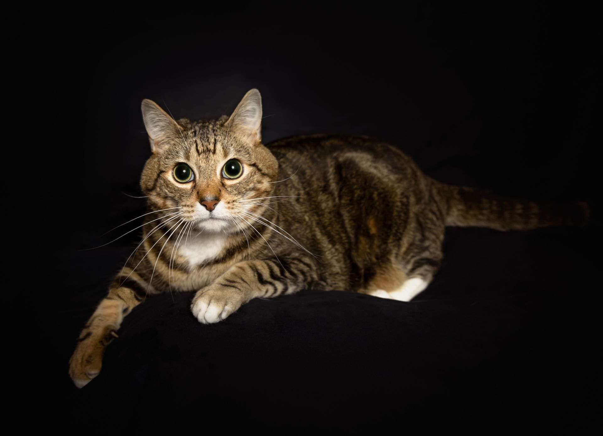 A tabby cat is laying down on a black surface and looking at the camera.
