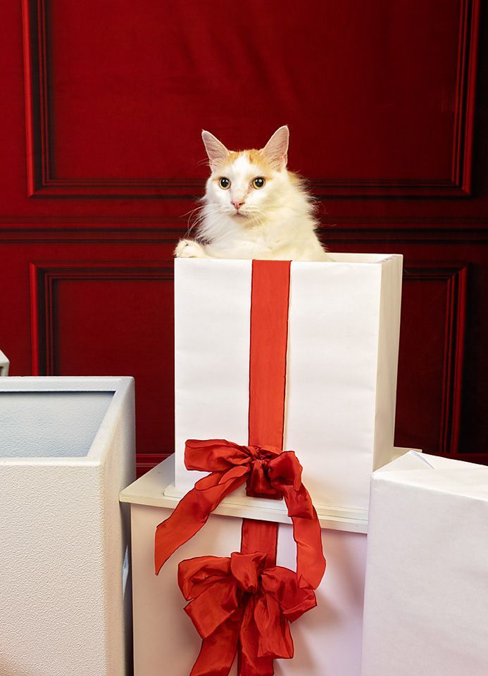 A cat is sitting on top of a gift box with a red bow.