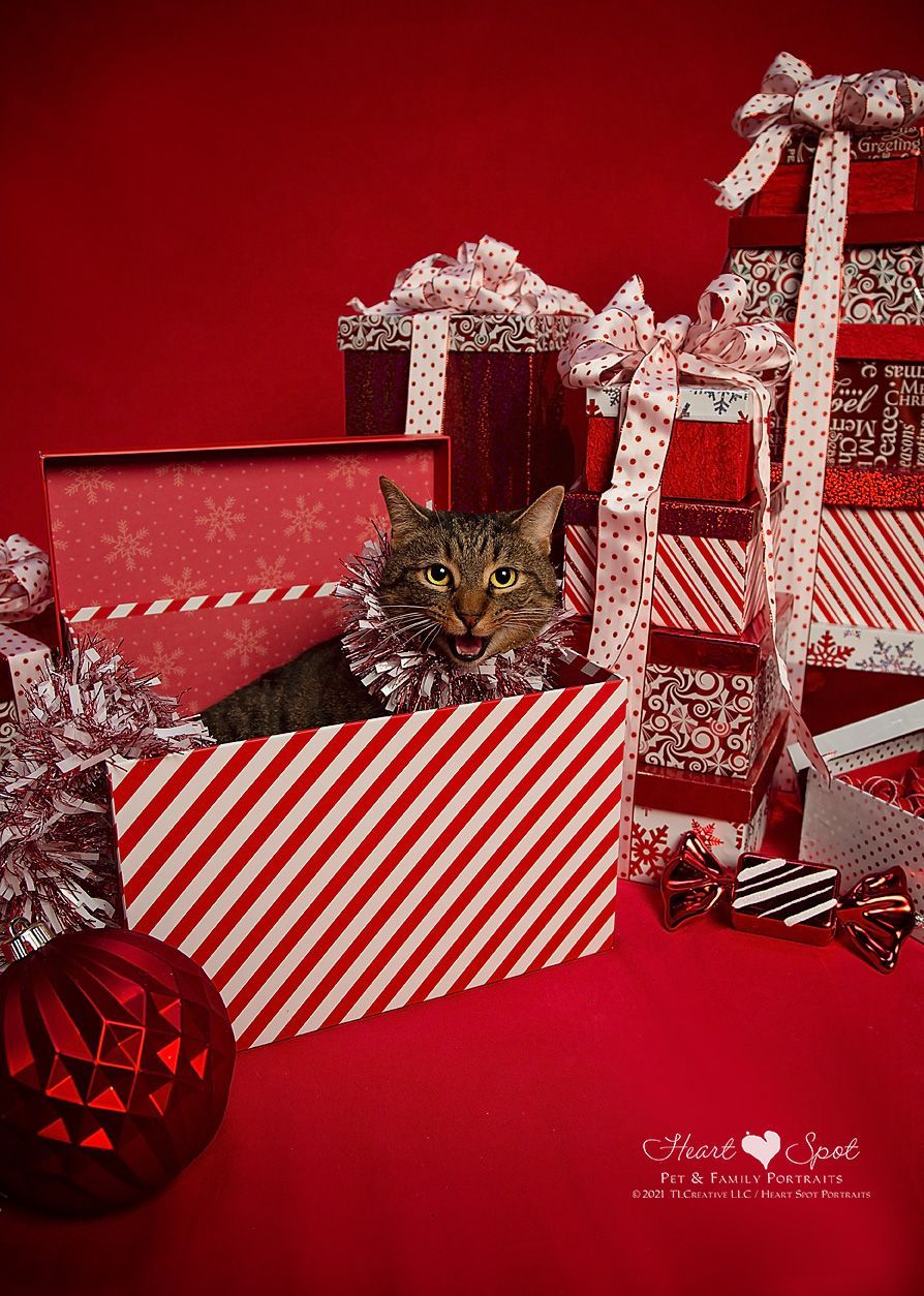 A cat is sitting in a red and white striped box.