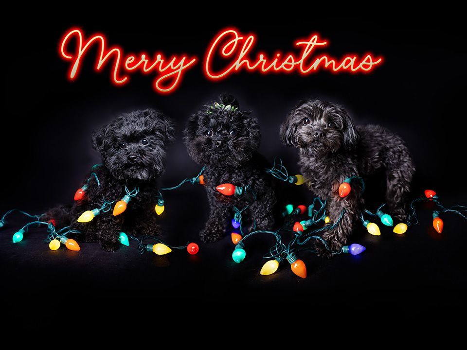 three black dogs are sitting next to each other wrapped in christmas lights .