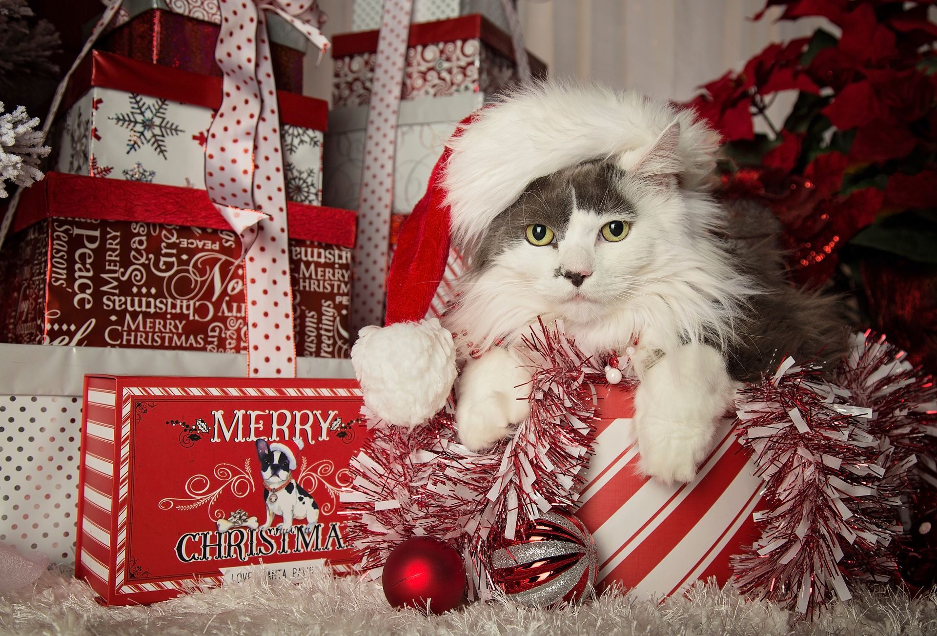 A cat wearing a santa hat sits in a box amongst a pile of Christmas presents.