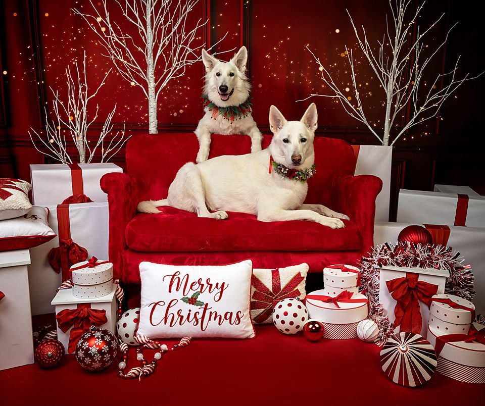 One white German Shepherd dog lays  on a red couch while a second one stands behind it with her paws on the couch back surrounded by Christmas decorations.