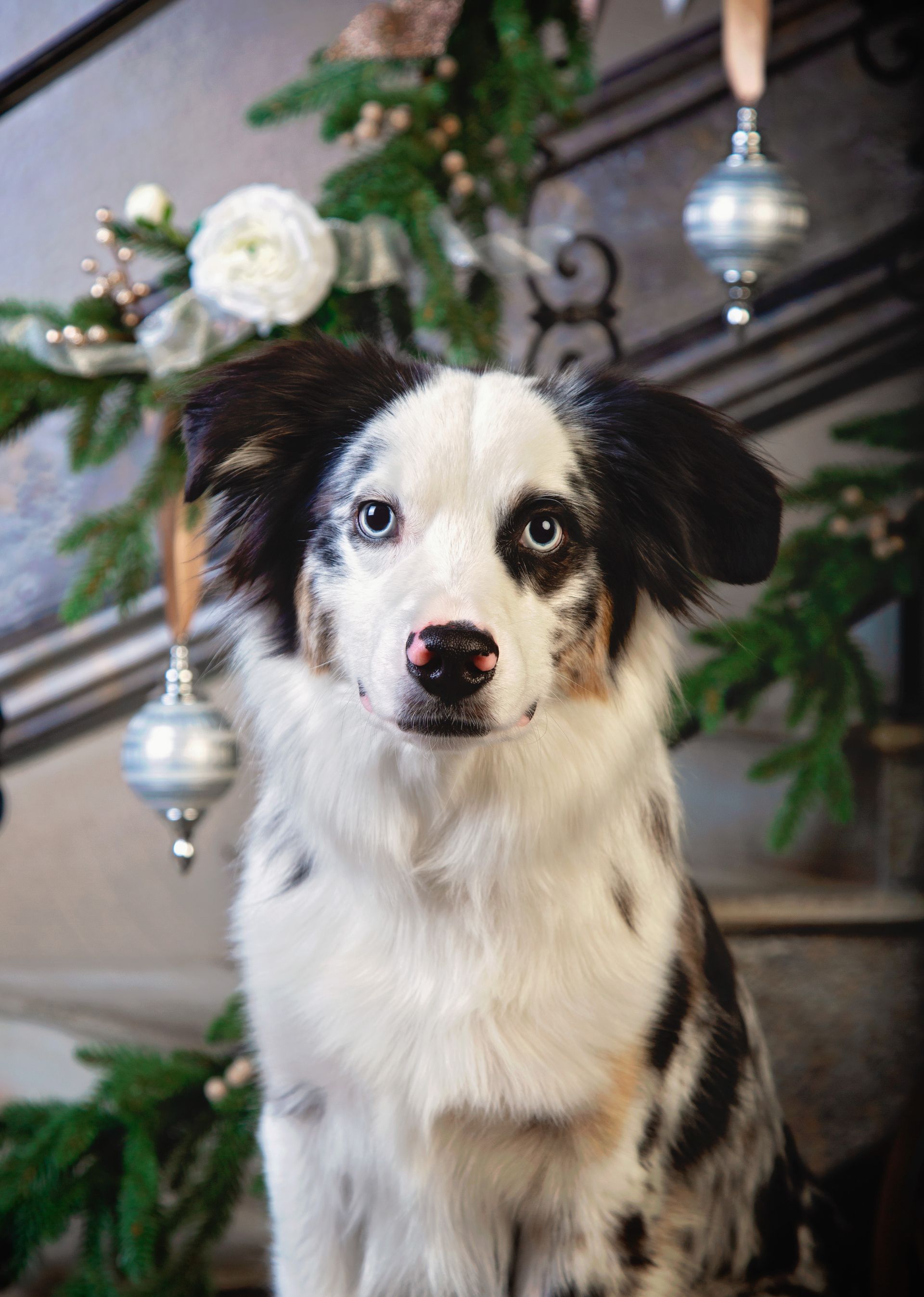 A black and white dog is sitting in front of a Christmas tree.