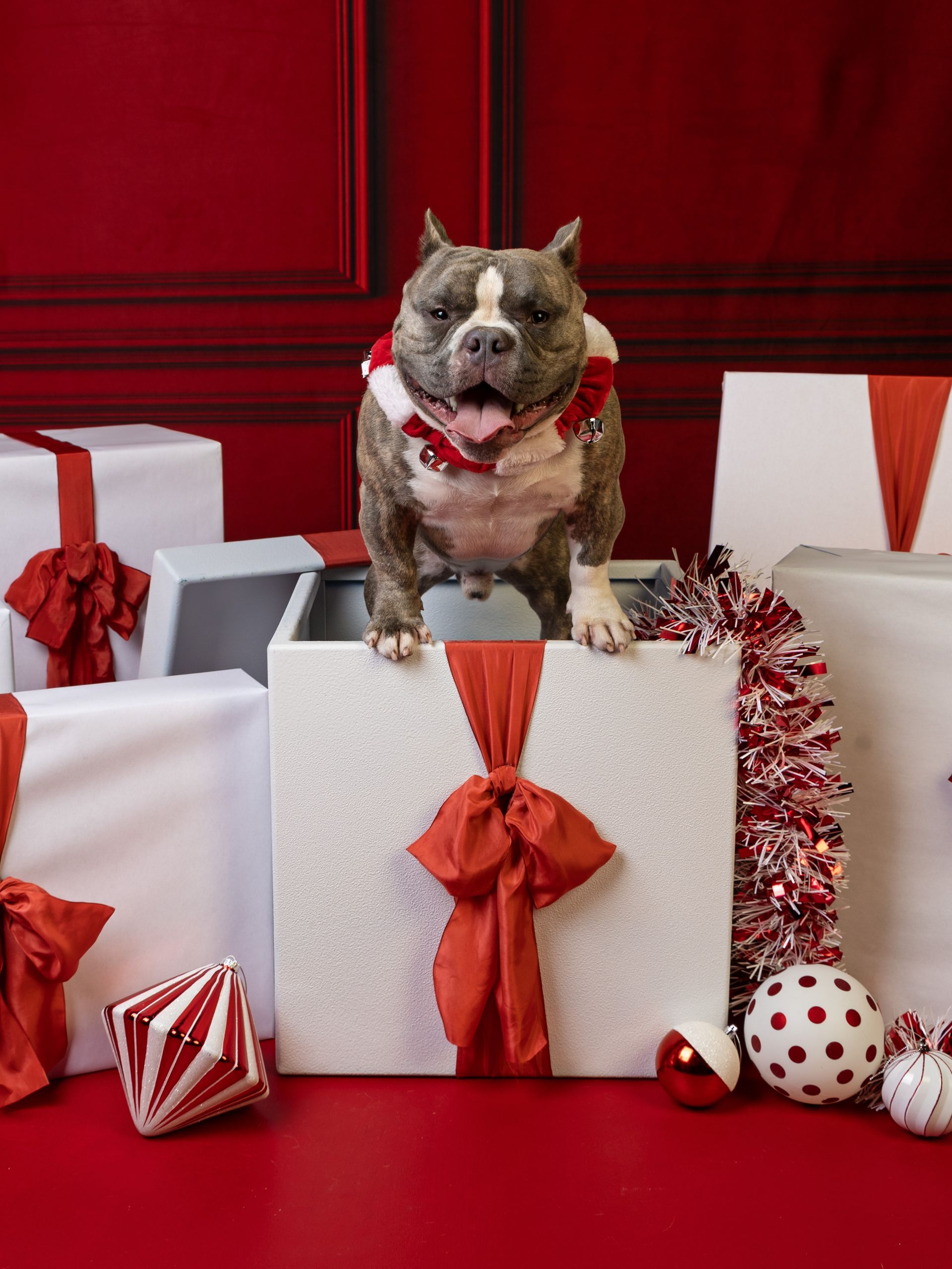 A Staffordshire Terrier dog is coming out of the top of a gift box surrounded by Christmas presents.
