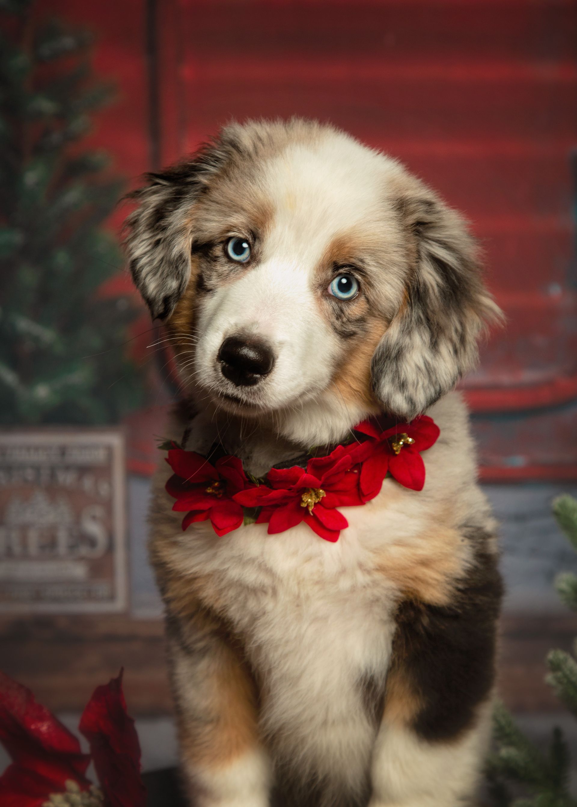 A puppy wearing a red flower collar is sitting in front of a Christmas tree.