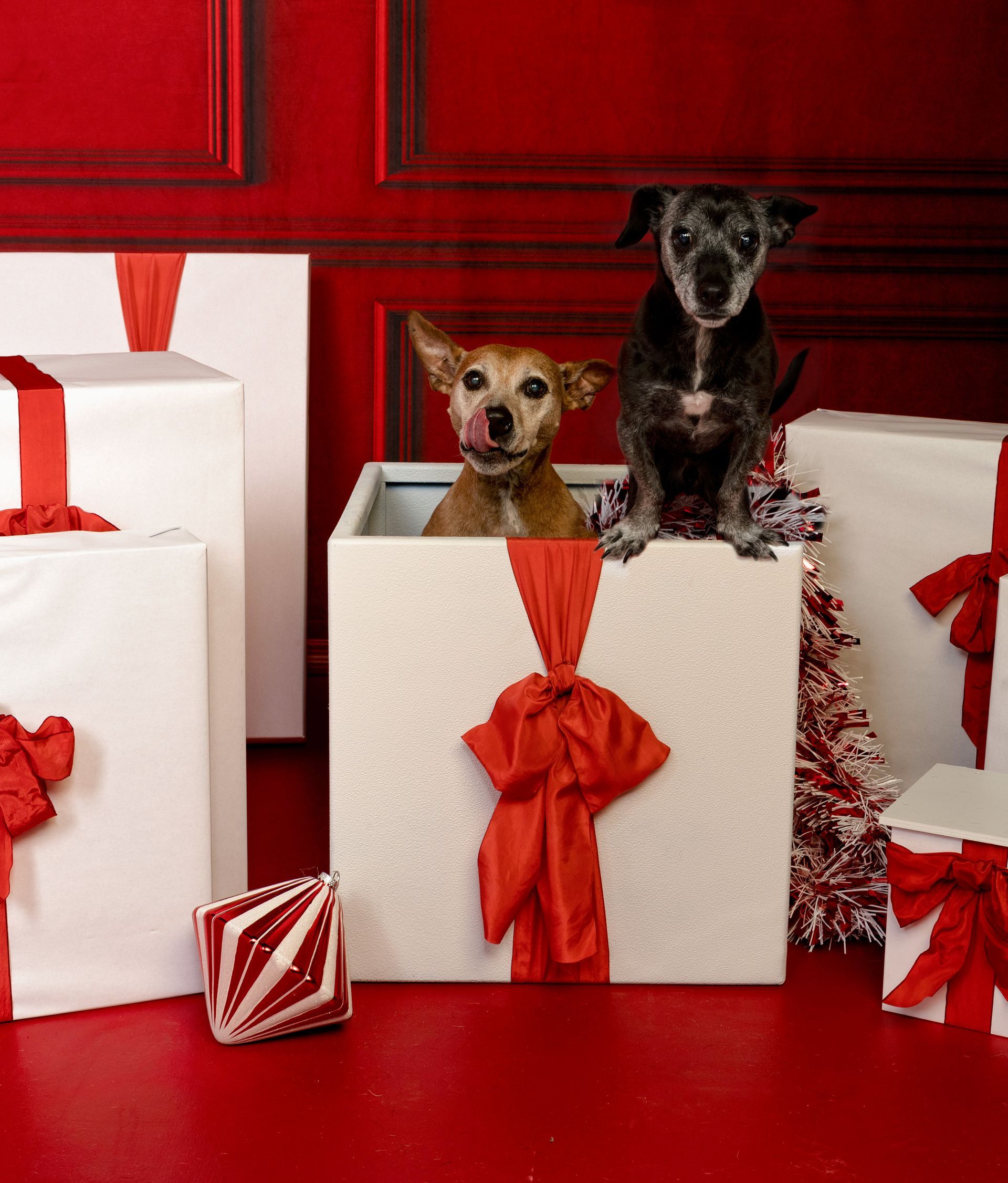 Two dogs are sitting in white boxes with red bows.