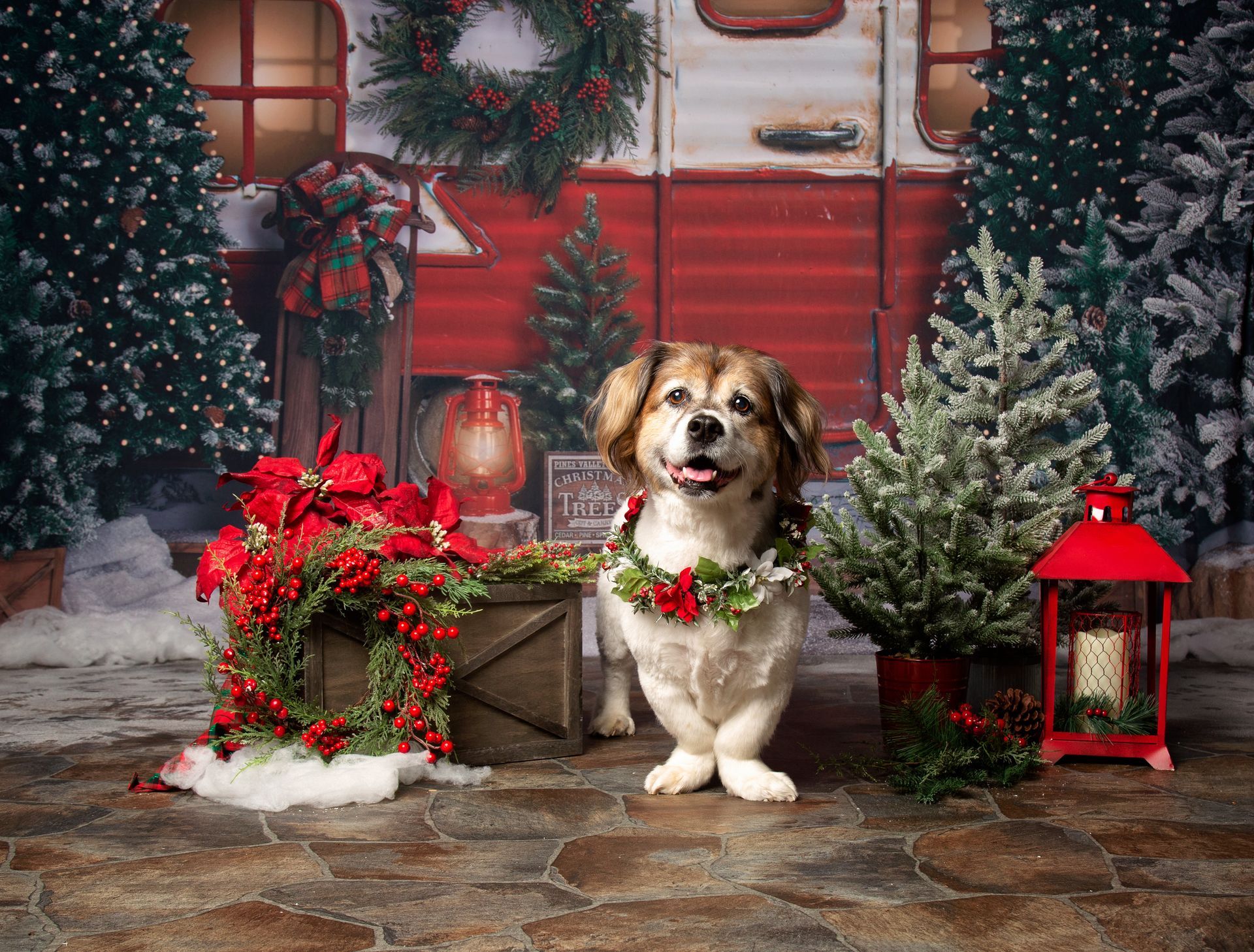 A smiling dog wearing a wreath is standing in front of a Christmas scene.