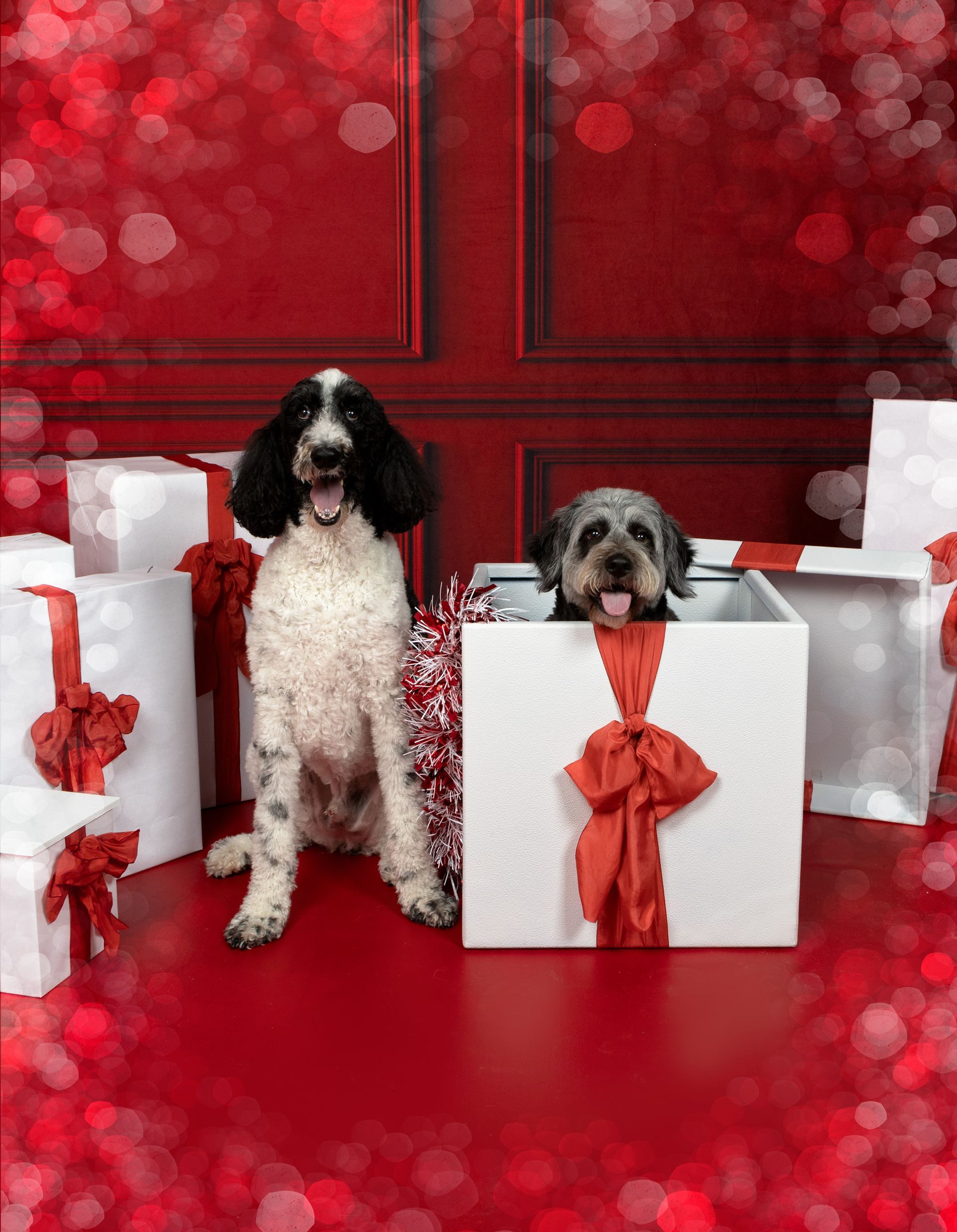 Two dogs are sitting in christmas presents on a red background.