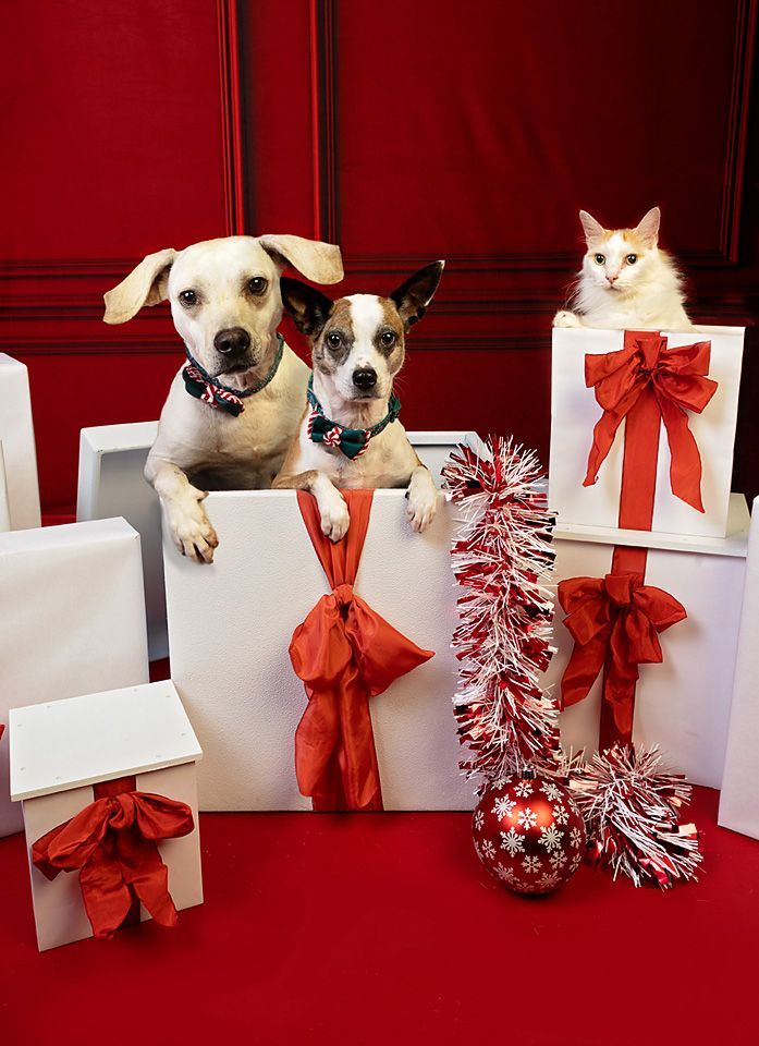 Two dogs and a cat are sitting in Christmas presents.
