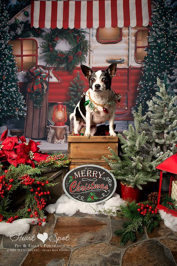 A small dog is sitting on top of a wooden box in a Christmas scene.