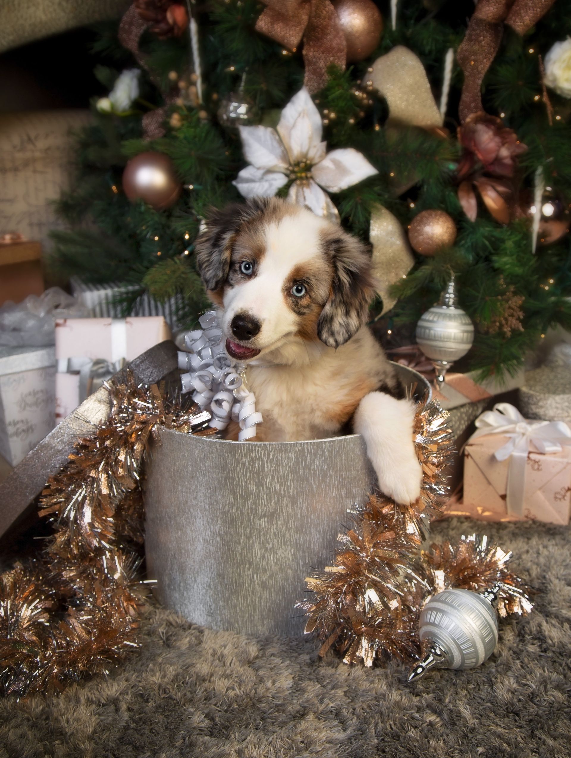 A puppy is sitting in a silver box in front of a christmas tree.