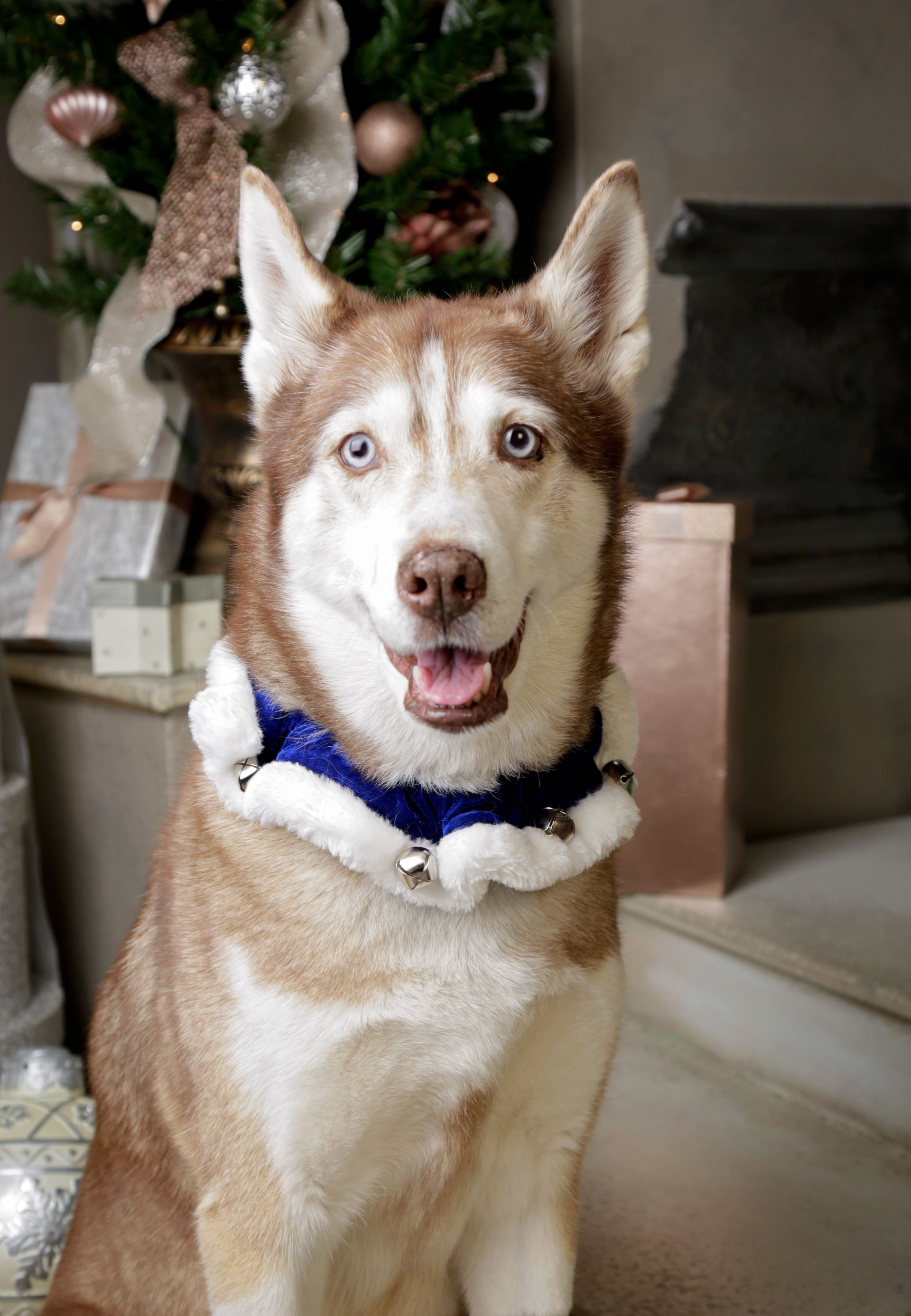 A husky dog wearing a blue and white collar is sitting in front of a christmas tree.