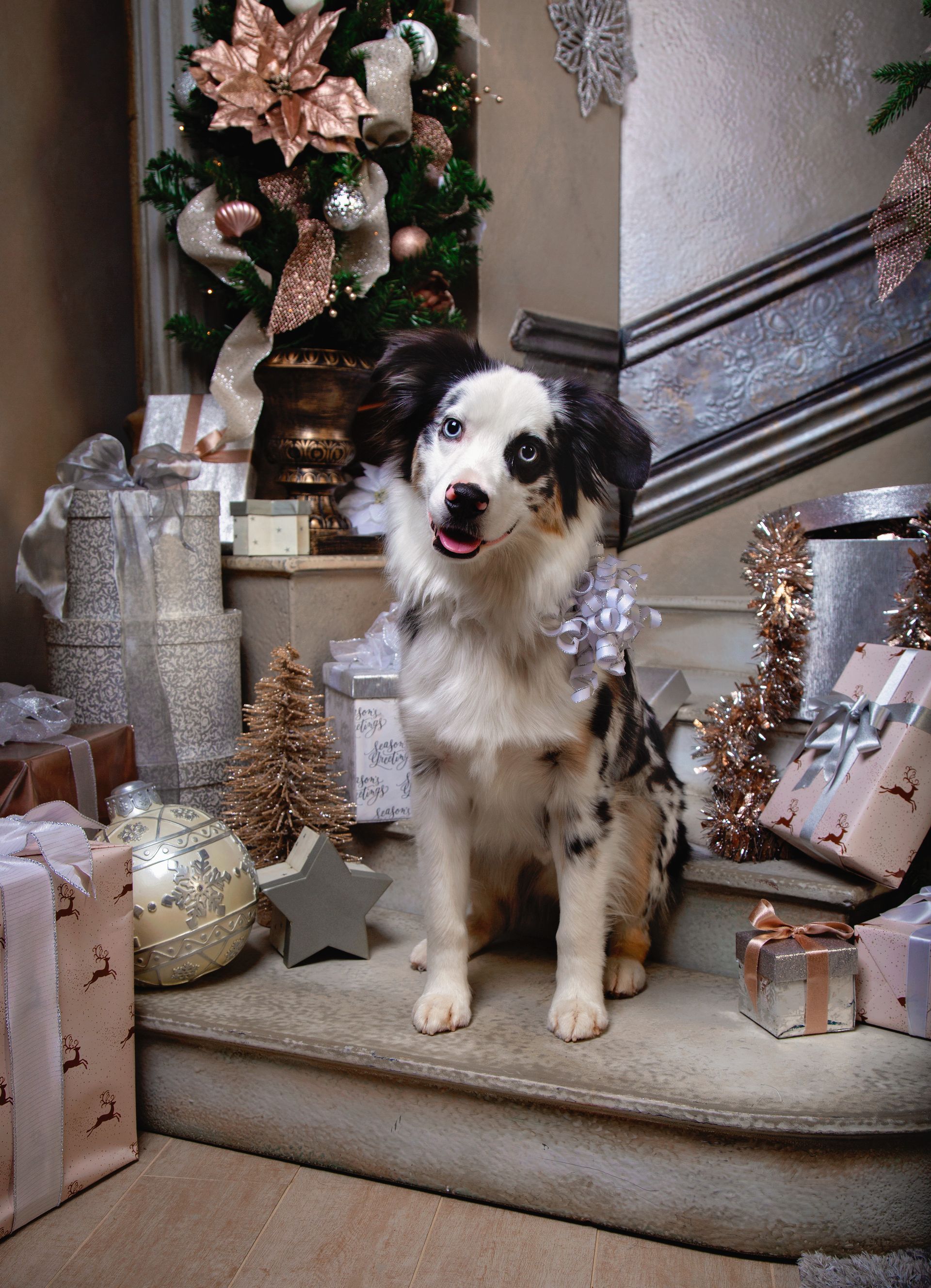 A dog is sitting on a set of stairs in front of a Christmas tree.
