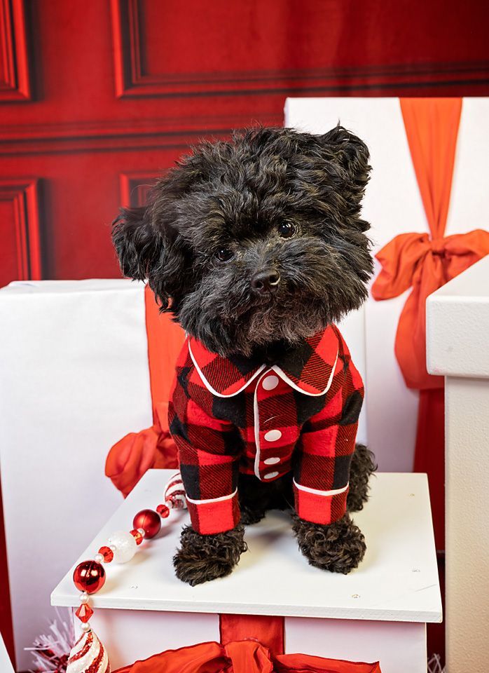 A small black dog wearing a red and black plaid shirt is sitting on a box.
