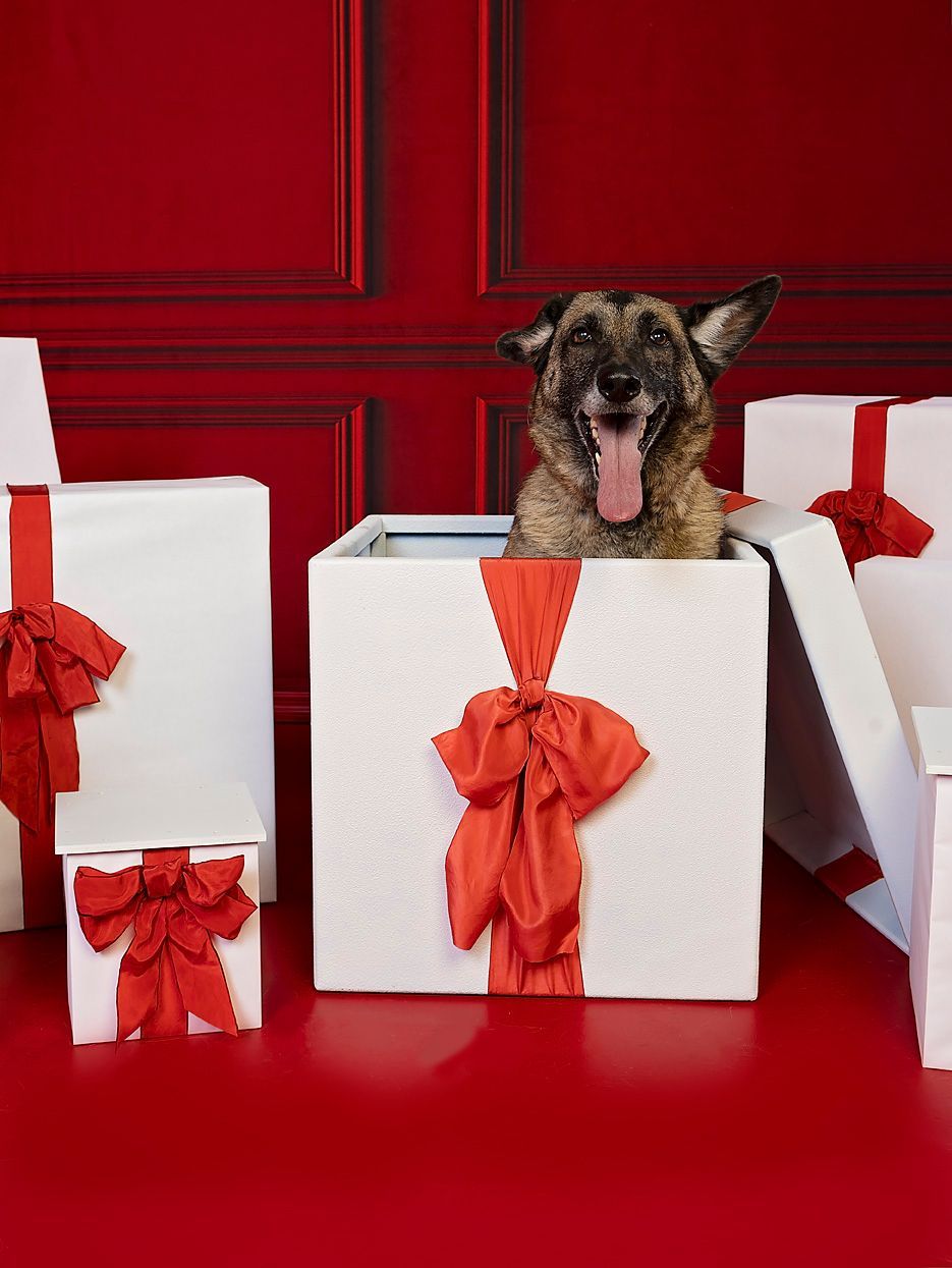 A dog is sticking its tongue out of a gift box.