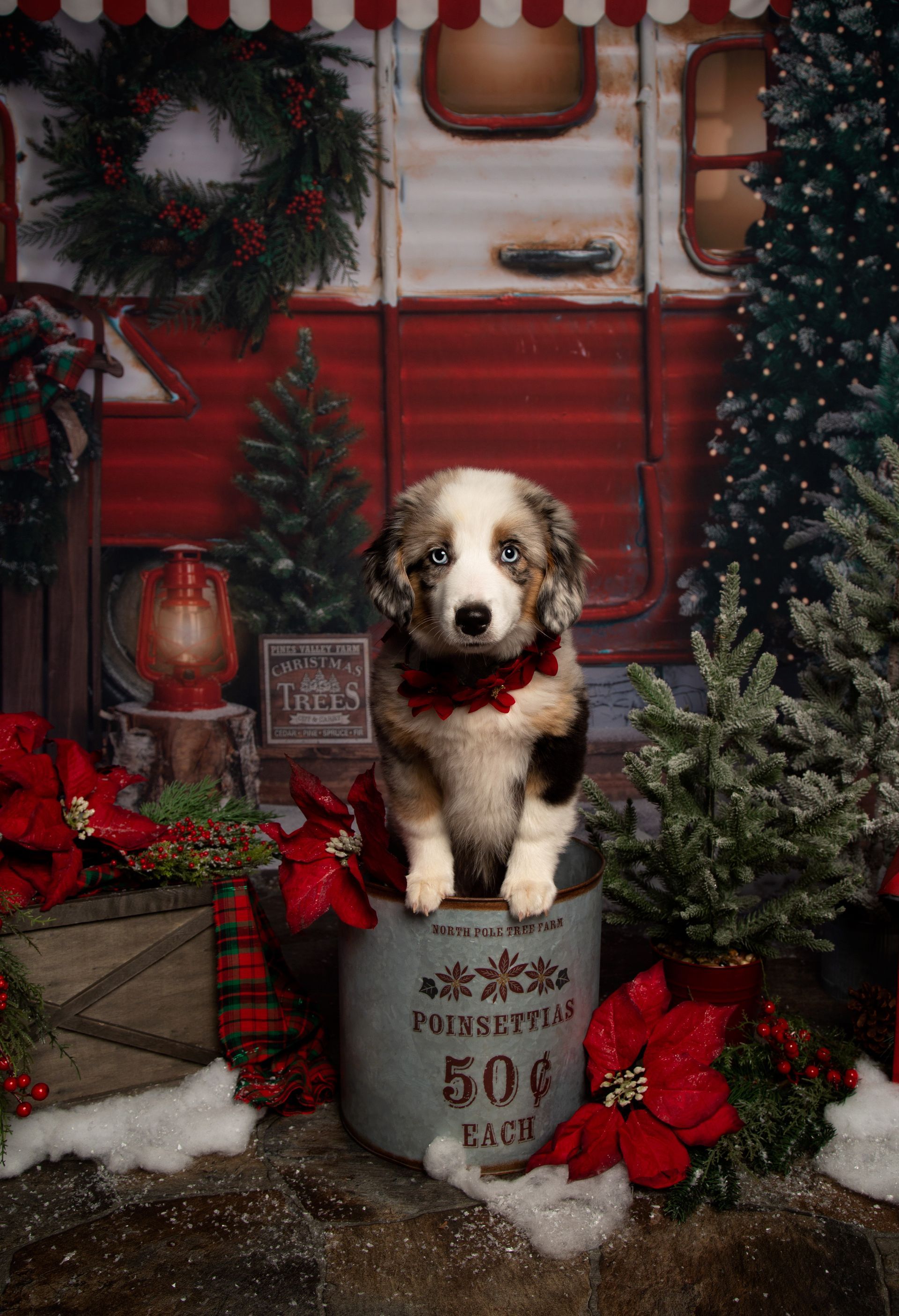 A puppy is sitting in a bucket in front of a Christmas scene.