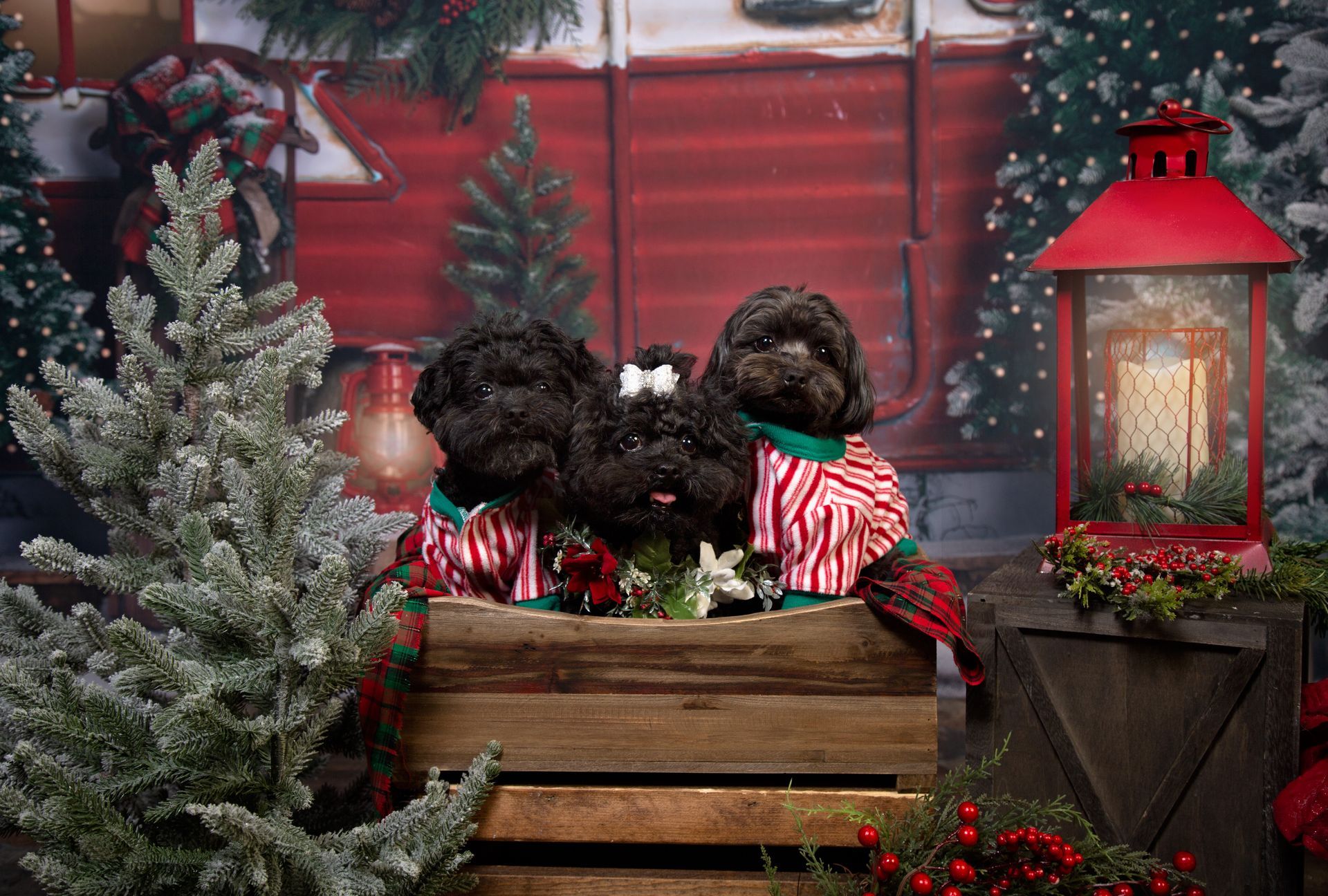 Three dogs are sitting in a wooden box in front of a Christmas tree.