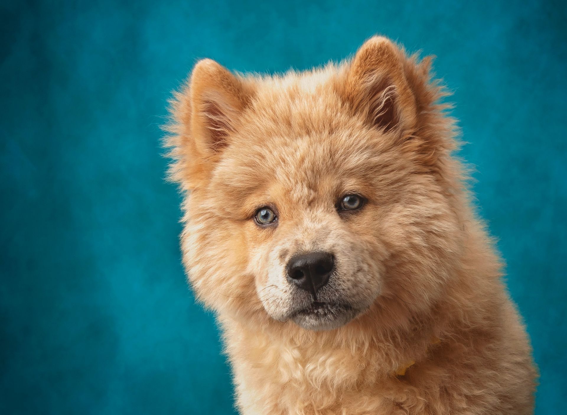 A chow chow puppy is looking at the camera on a blue background.