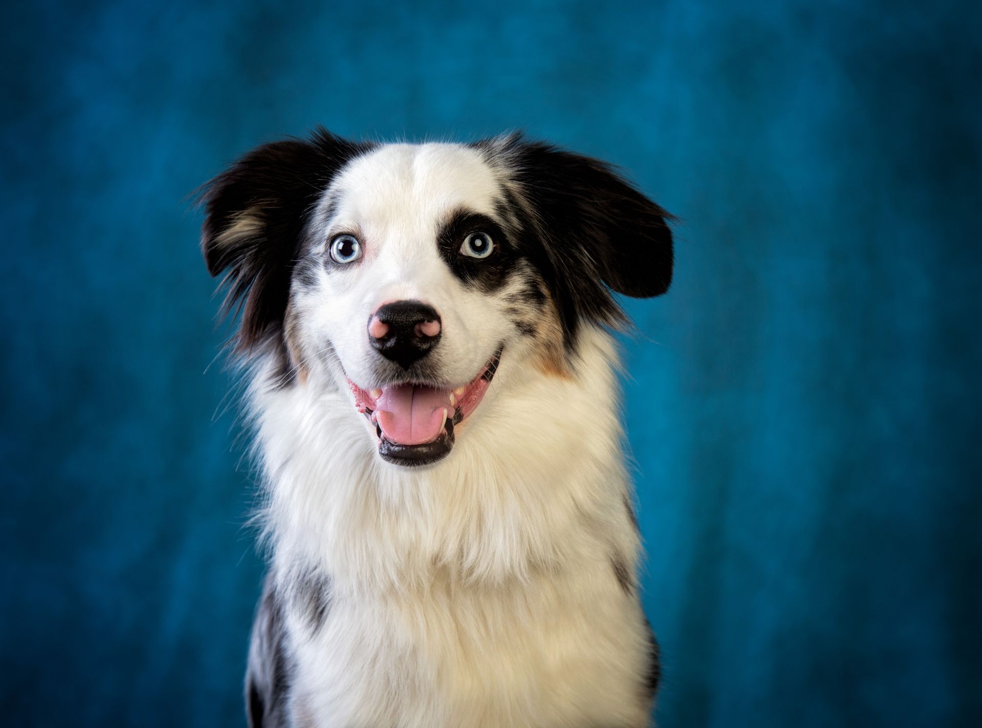 A black and white dog is sitting in front of a blue background and smiling.
