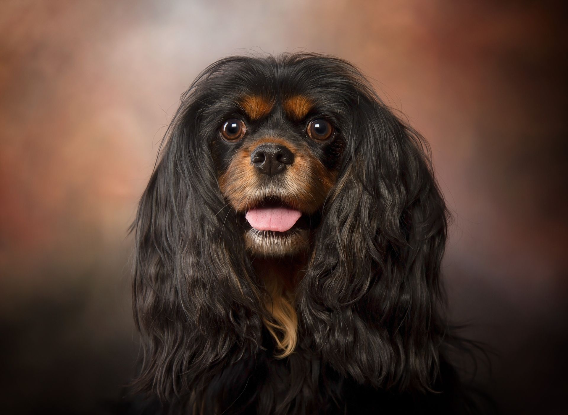 A black and brown cavalier king charles spaniel is looking at the camera with its tongue hanging out.
