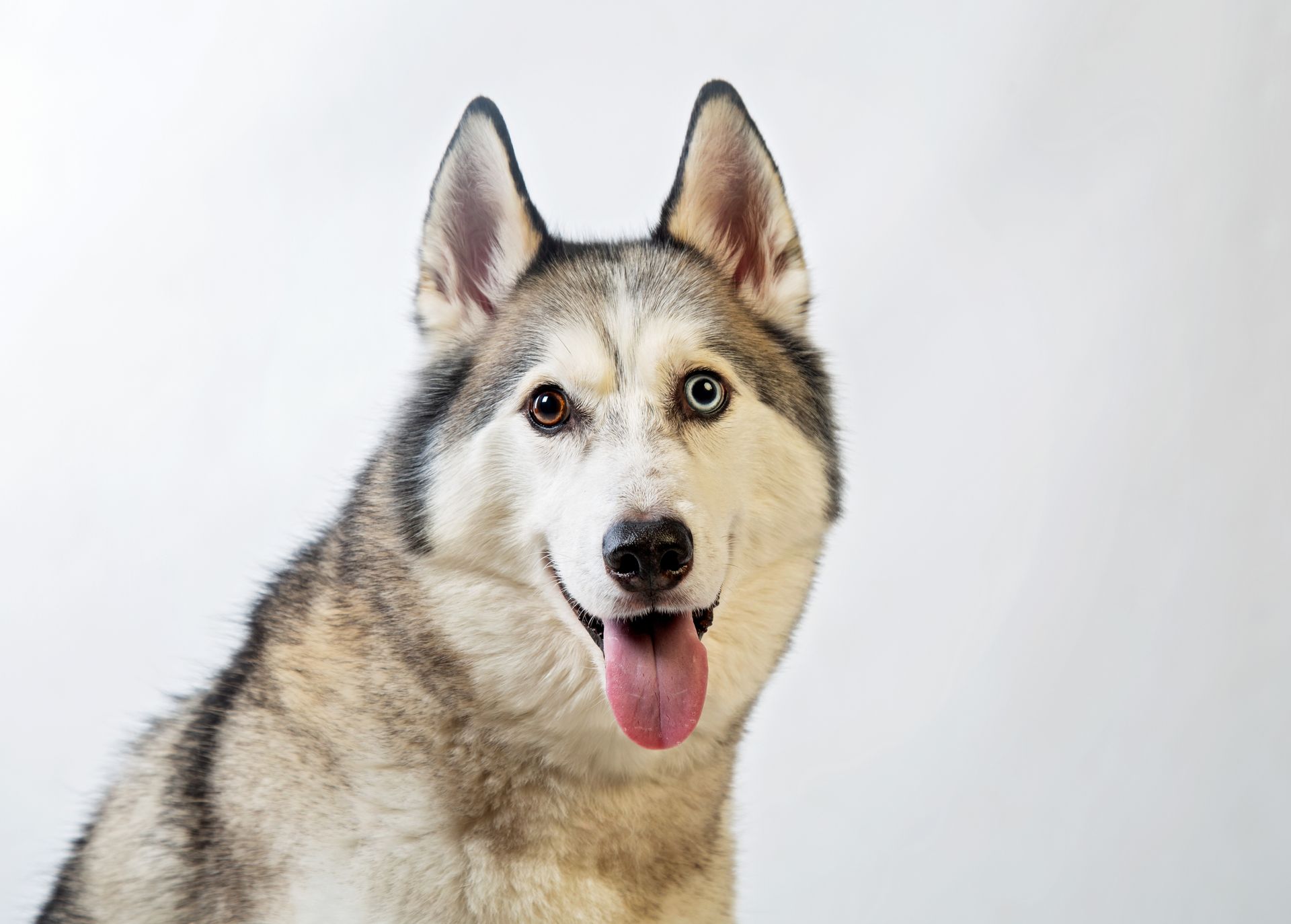 a husky dog with its tongue hanging out is looking at the camera.