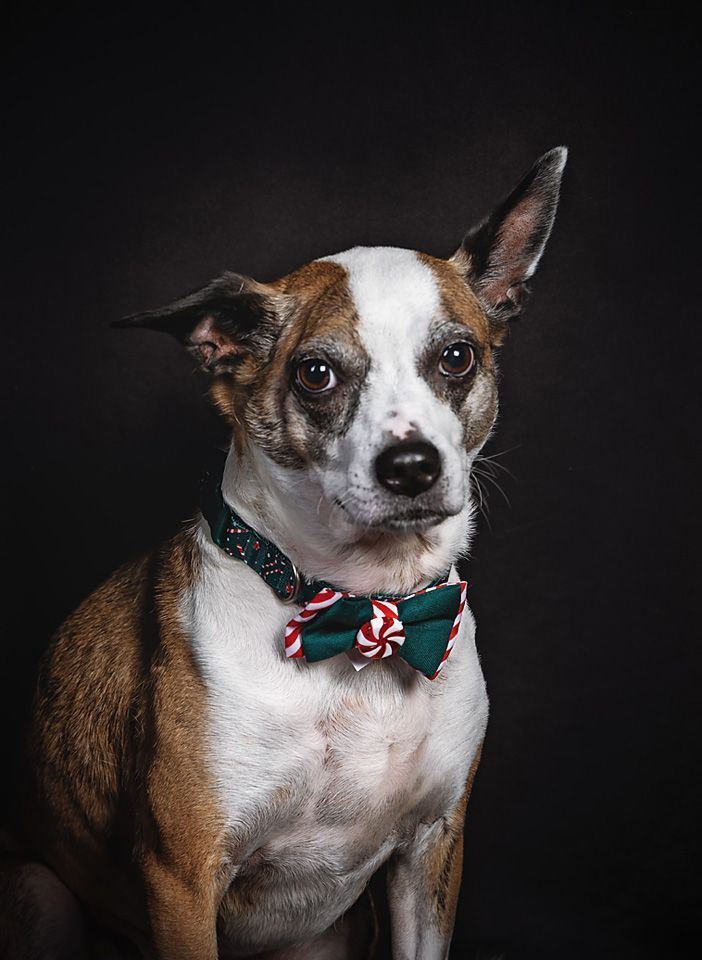 a brown and white dog wearing a bow tie.