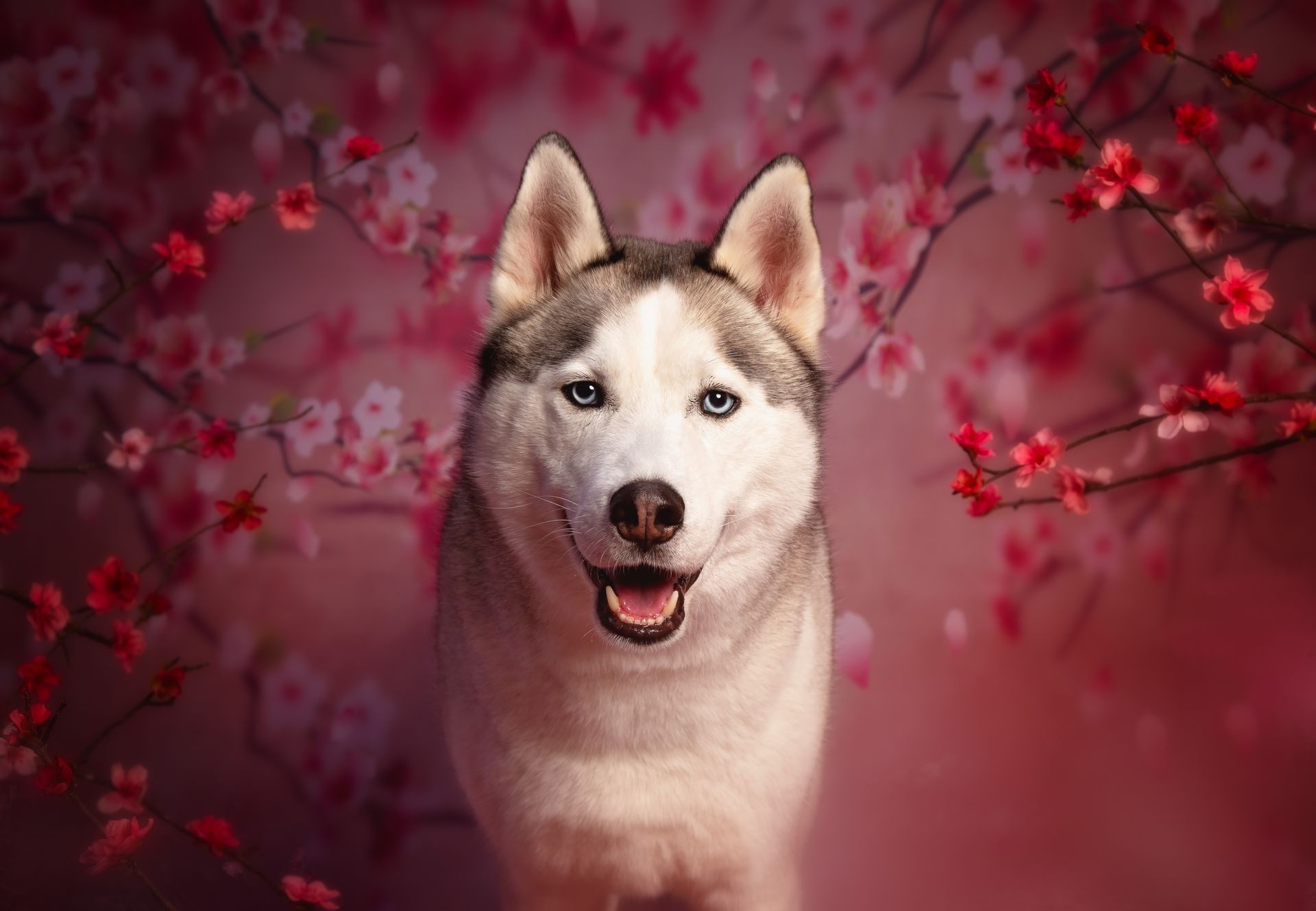 a Siberian Husky dog is standing in front of a cherry blossom tree.