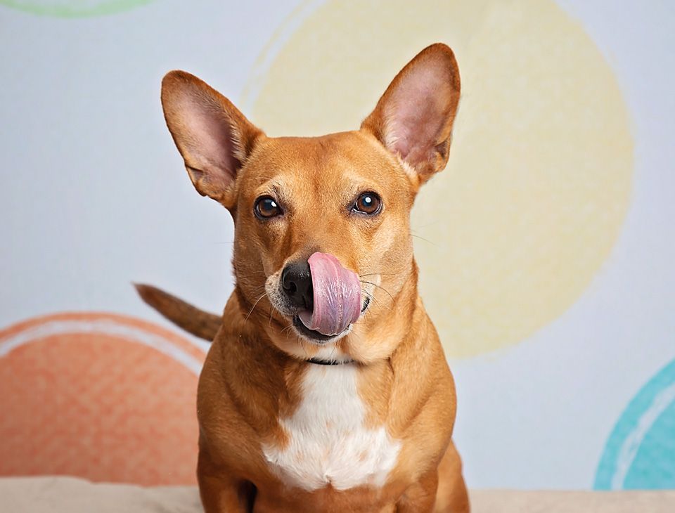 A brown and white dog is licking its nose.