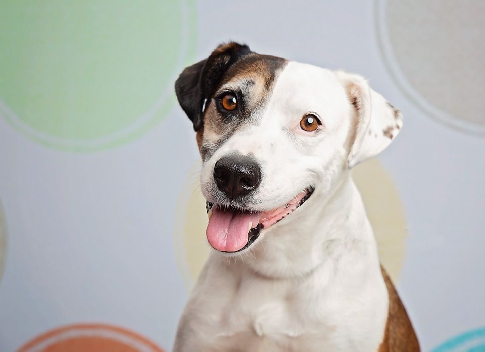 A brown and white dog is sitting in front of a colorful background.