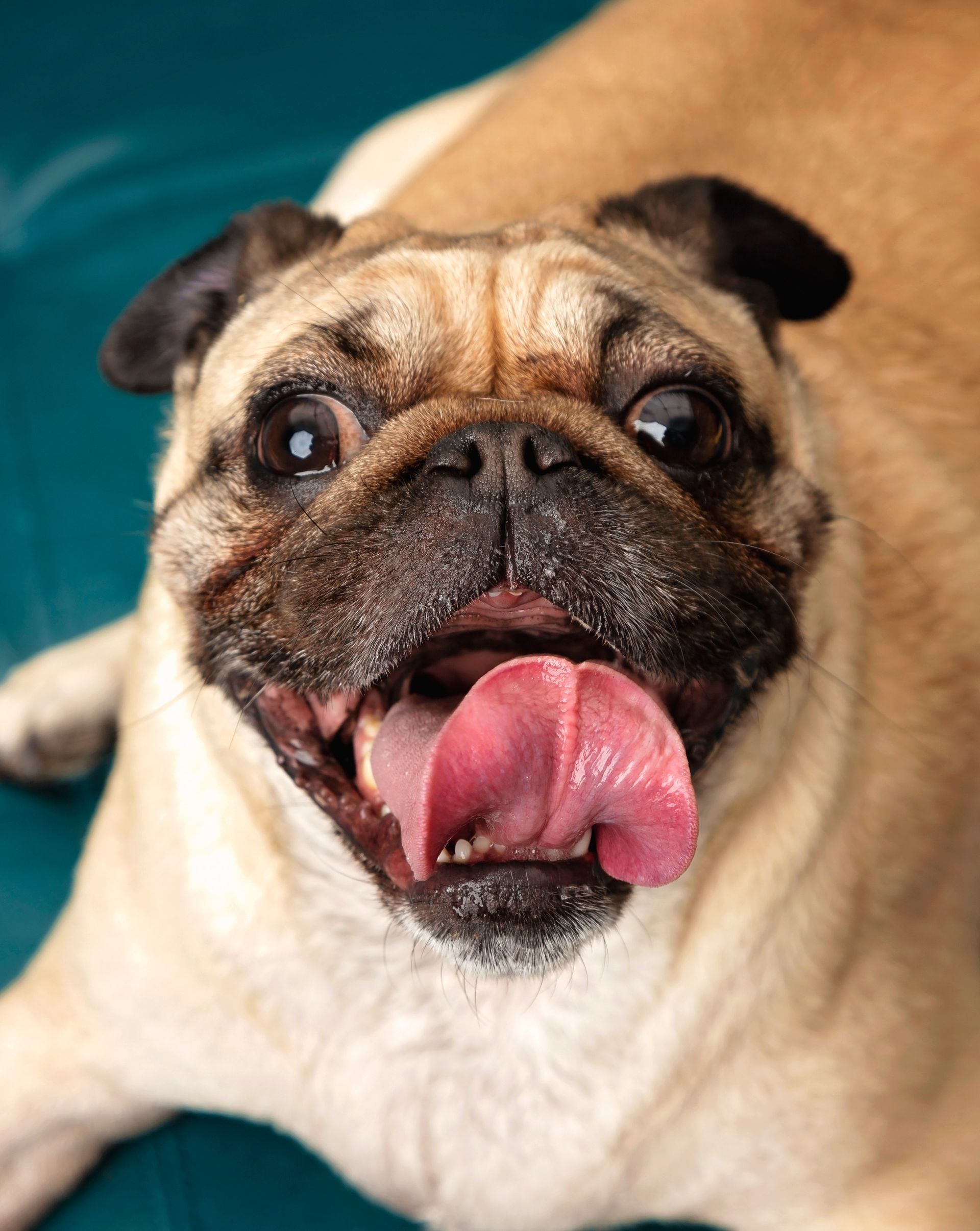 A pug dog is laying down with its curled tongue hanging out.
