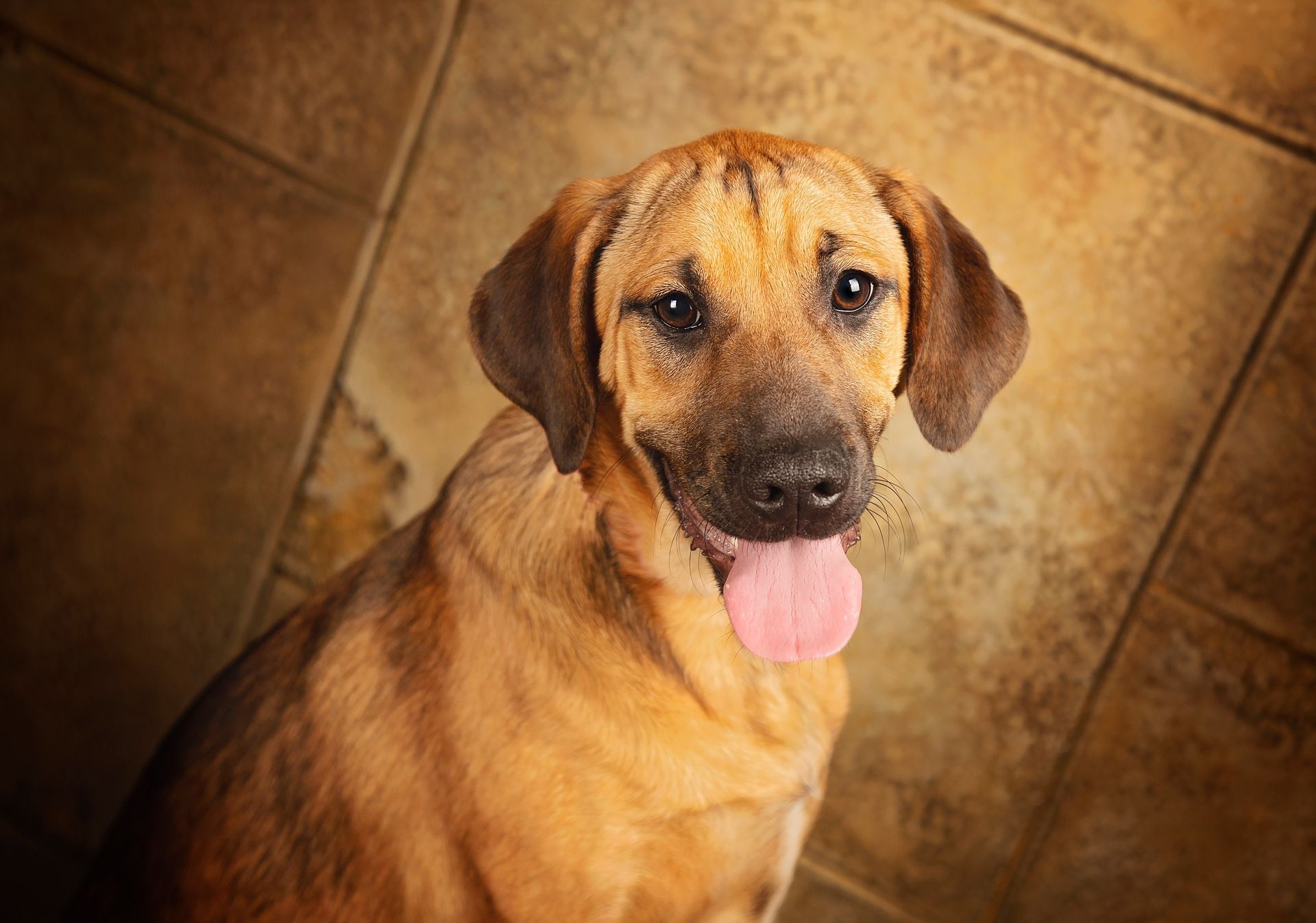 A brown dog with a pink tongue sticking out is sitting on a tiled floor.