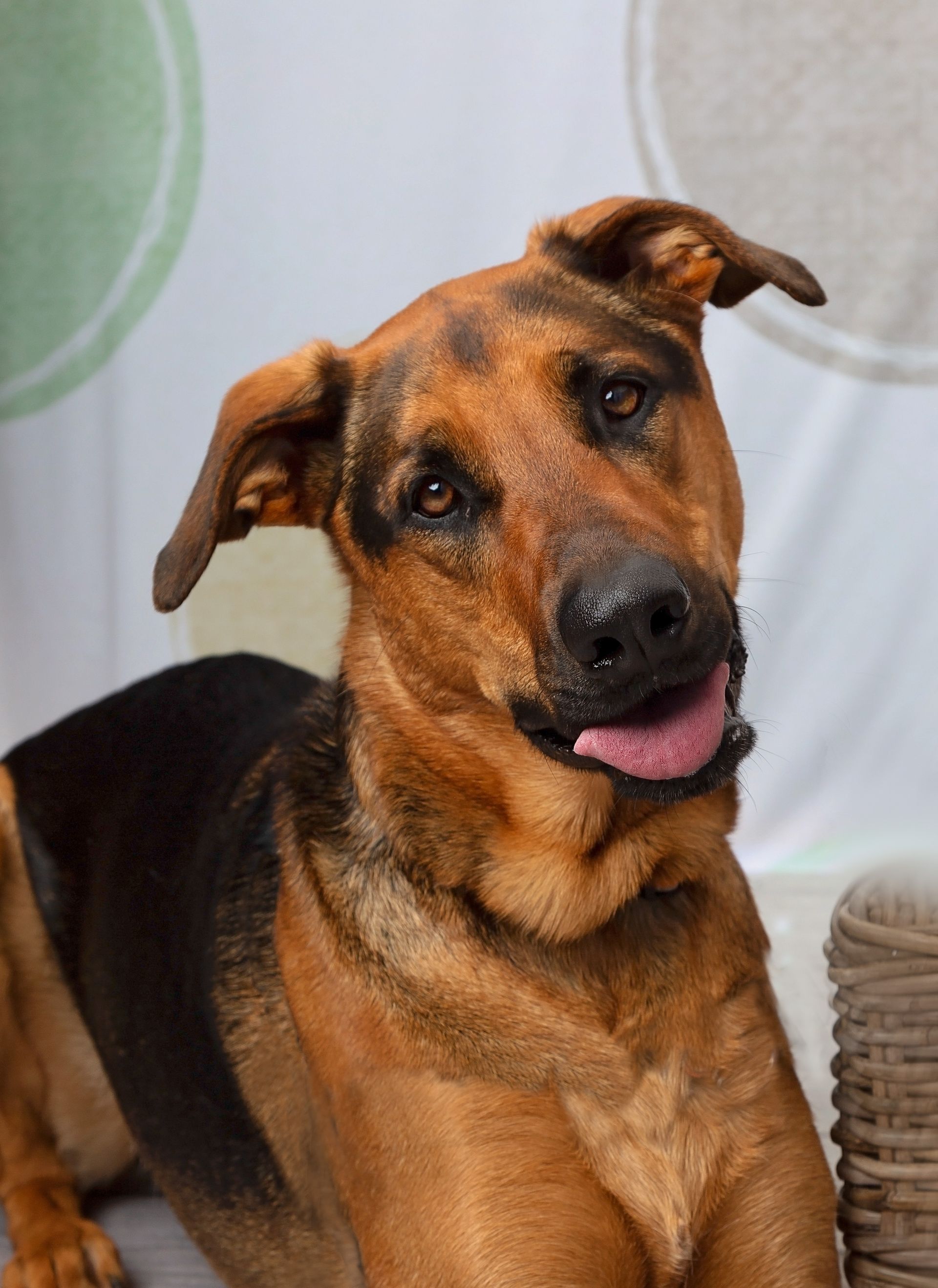 A close up of a brown and black dog with its tongue out.