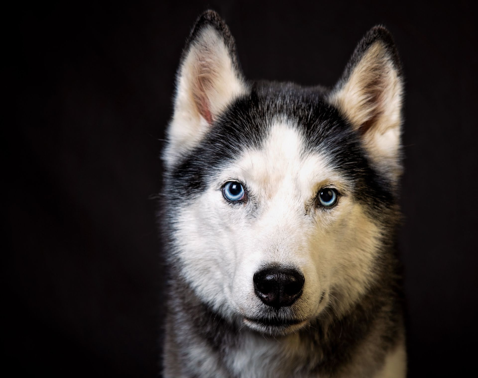 a Siberian Husky dog with blue eyes is looking at the camera on a black background.