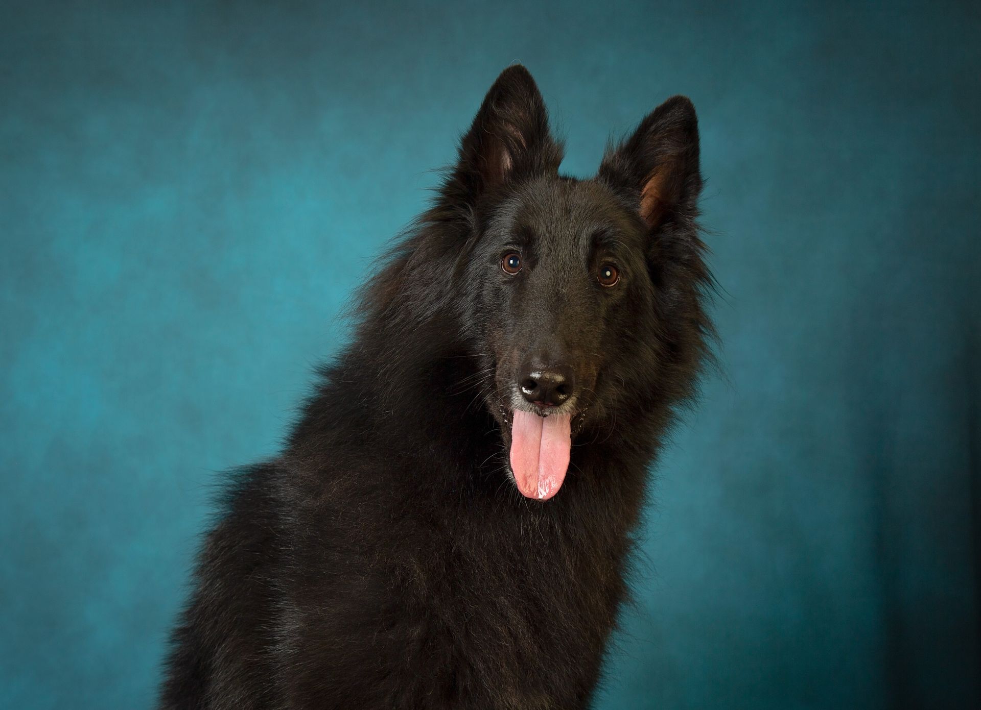 A black dog with its tongue out is sitting in front of a blue background.