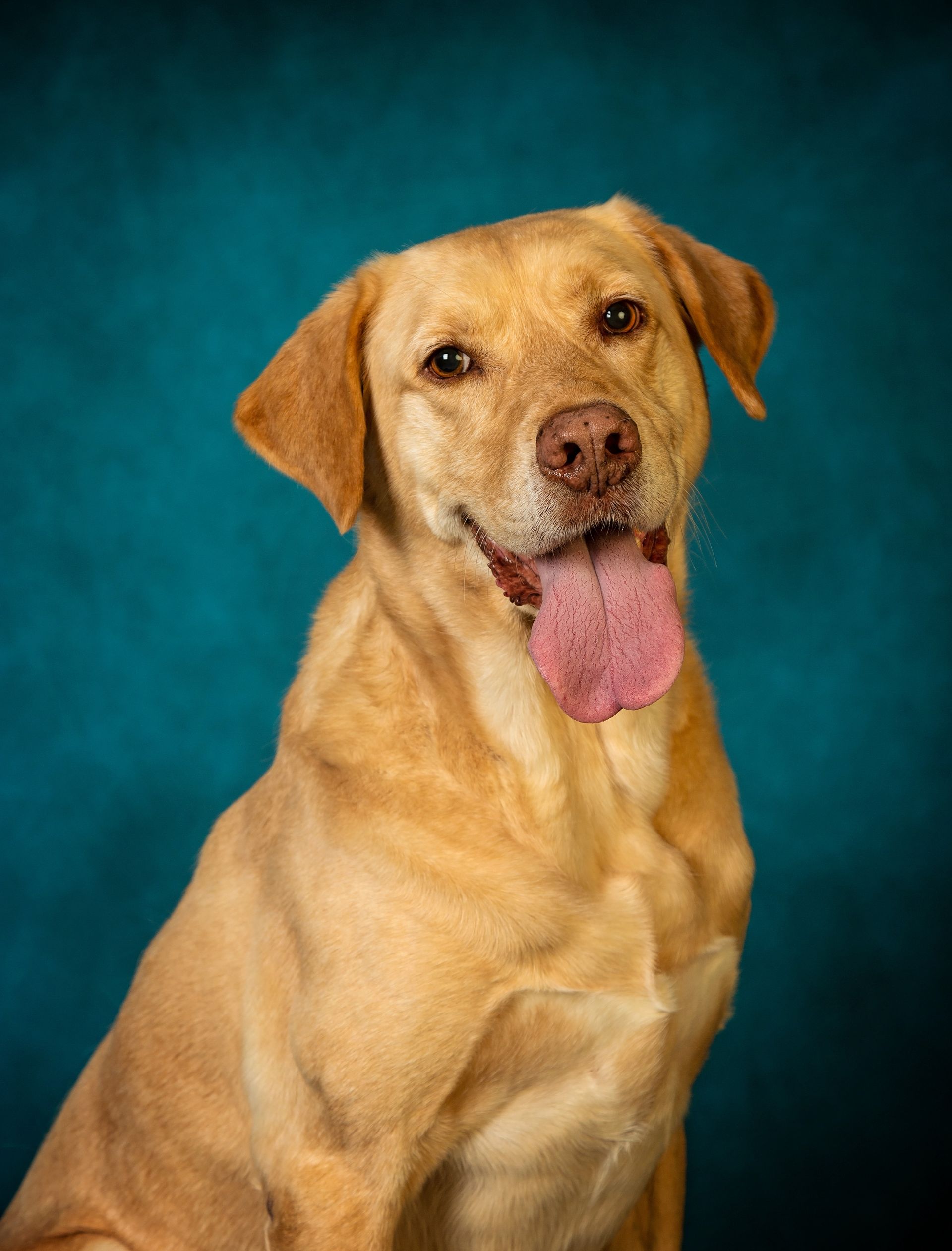 A close up of a yellow Labrador Retriever dog with its tongue out on a blue background.