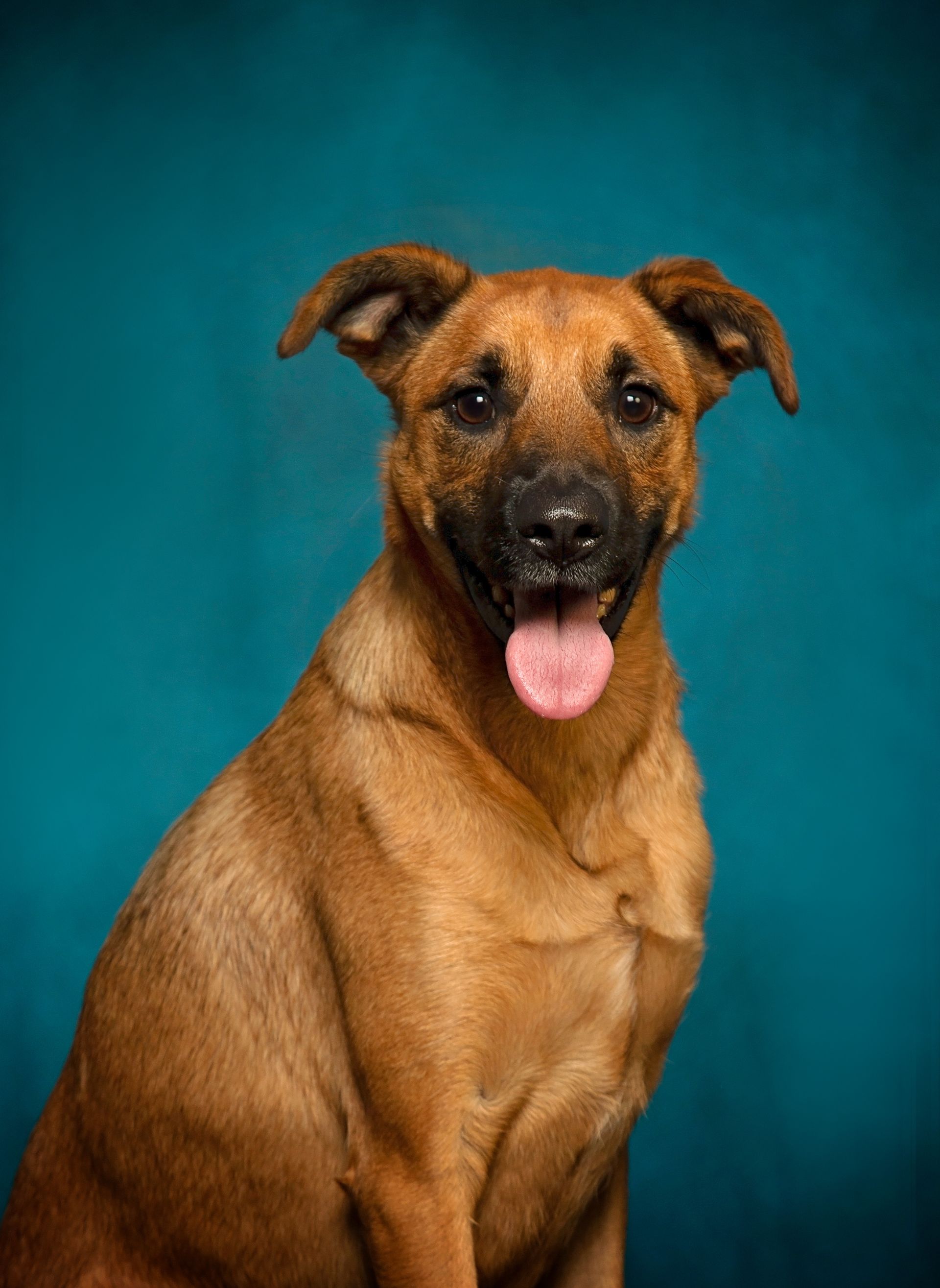 A brown dog with its tongue out is sitting in front of a blue background.